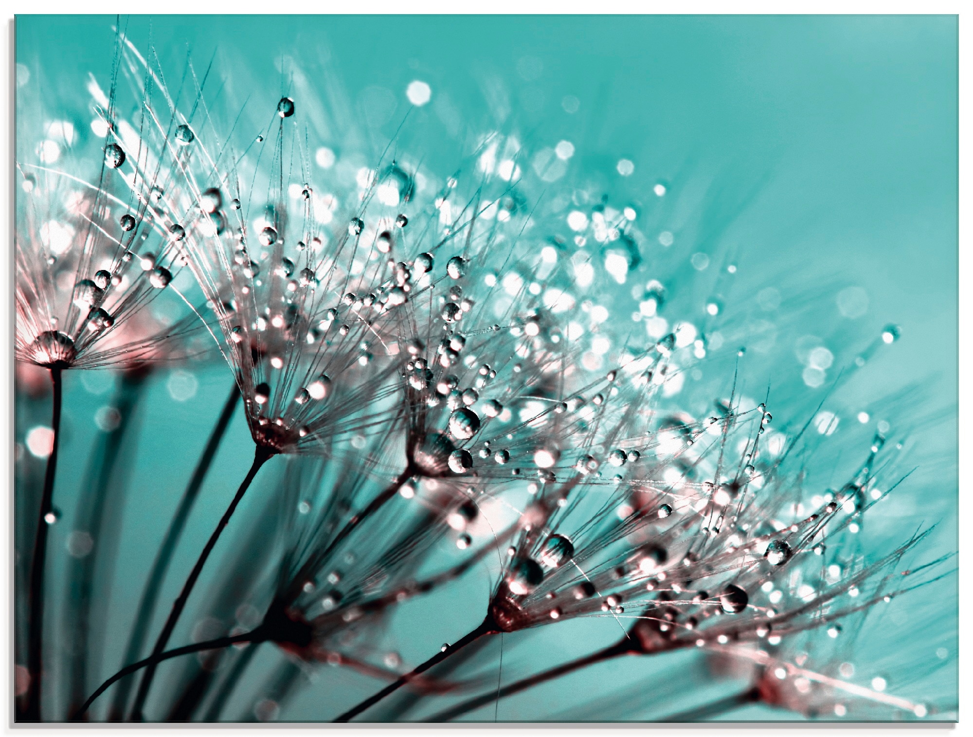 Artland Glasbild »Glitzernde Pusteblume I«, Blumen, (1 St.), in verschiedenen  Grössen günstig kaufen
