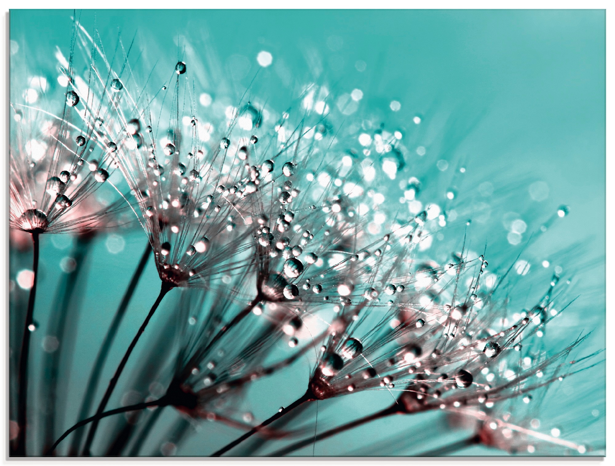 Image of Artland Glasbild "Glitzernde Pusteblume I" Blumen 1 Stk. tlg. in verschiedenen Grössen