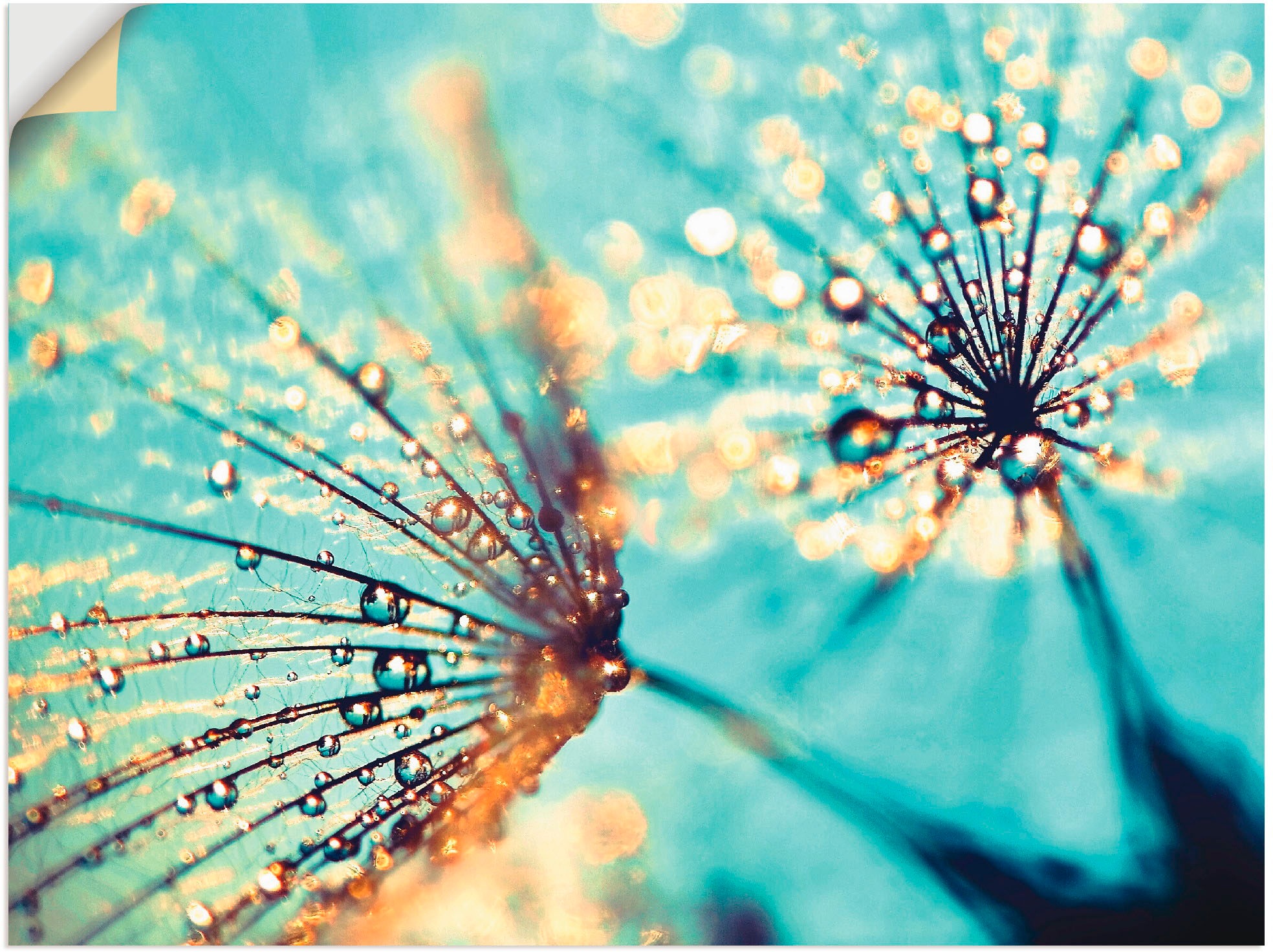 Image of Artland Wandbild »Pusteblume aqua«, Blumen, (1 St.), in vielen Grössen & Produktarten - Alubild / Outdoorbild für den Aussenbereich, Leinwandbild, Poster, Wandaufkleber / Wandtattoo auch für Badezimmer geeignet bei Ackermann Versand Schweiz