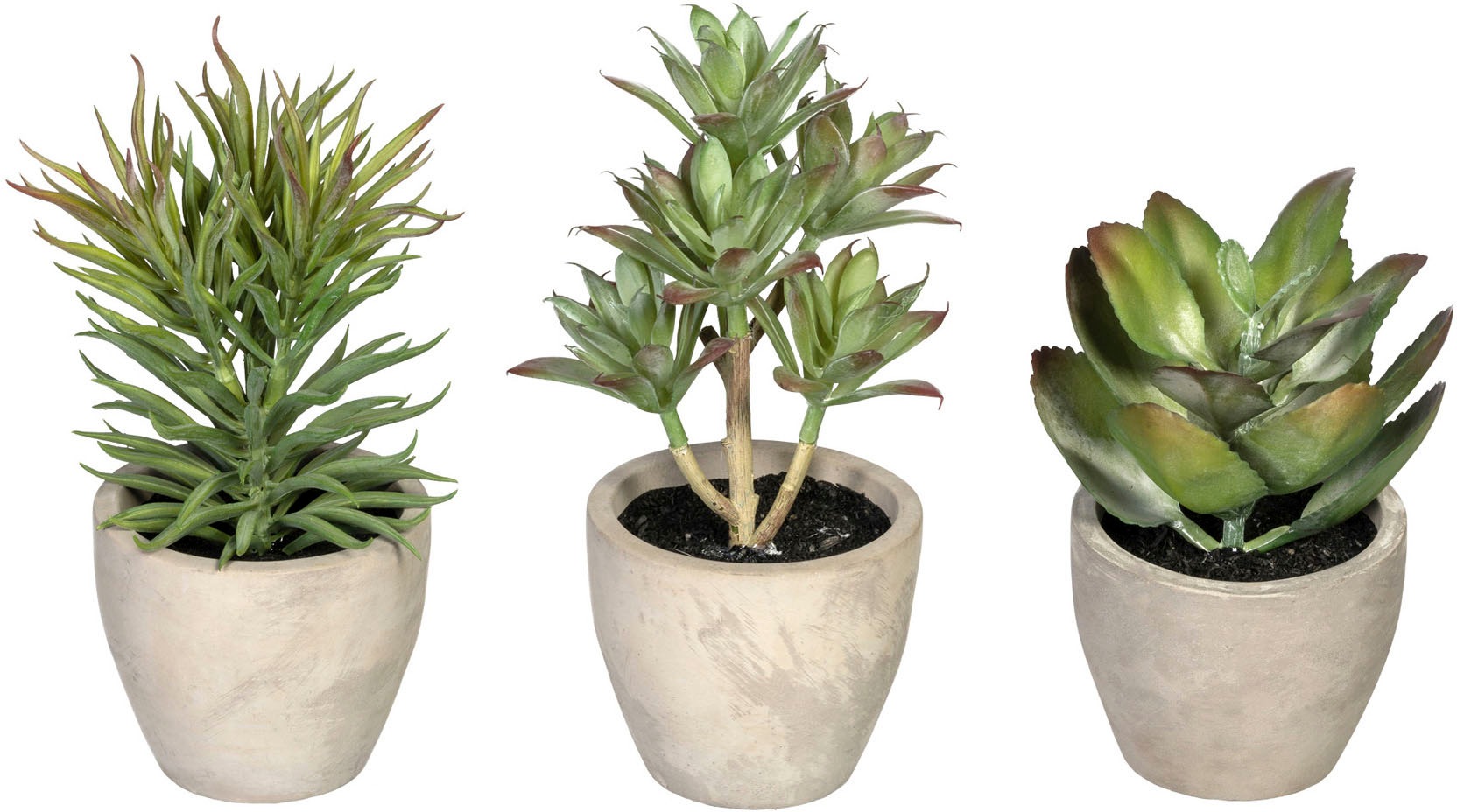 Image of Creativ green Künstliche Zimmerpflanze »Sukkulenten«, (3 St.), im Zementtopf, 3er Set bei Ackermann Versand Schweiz
