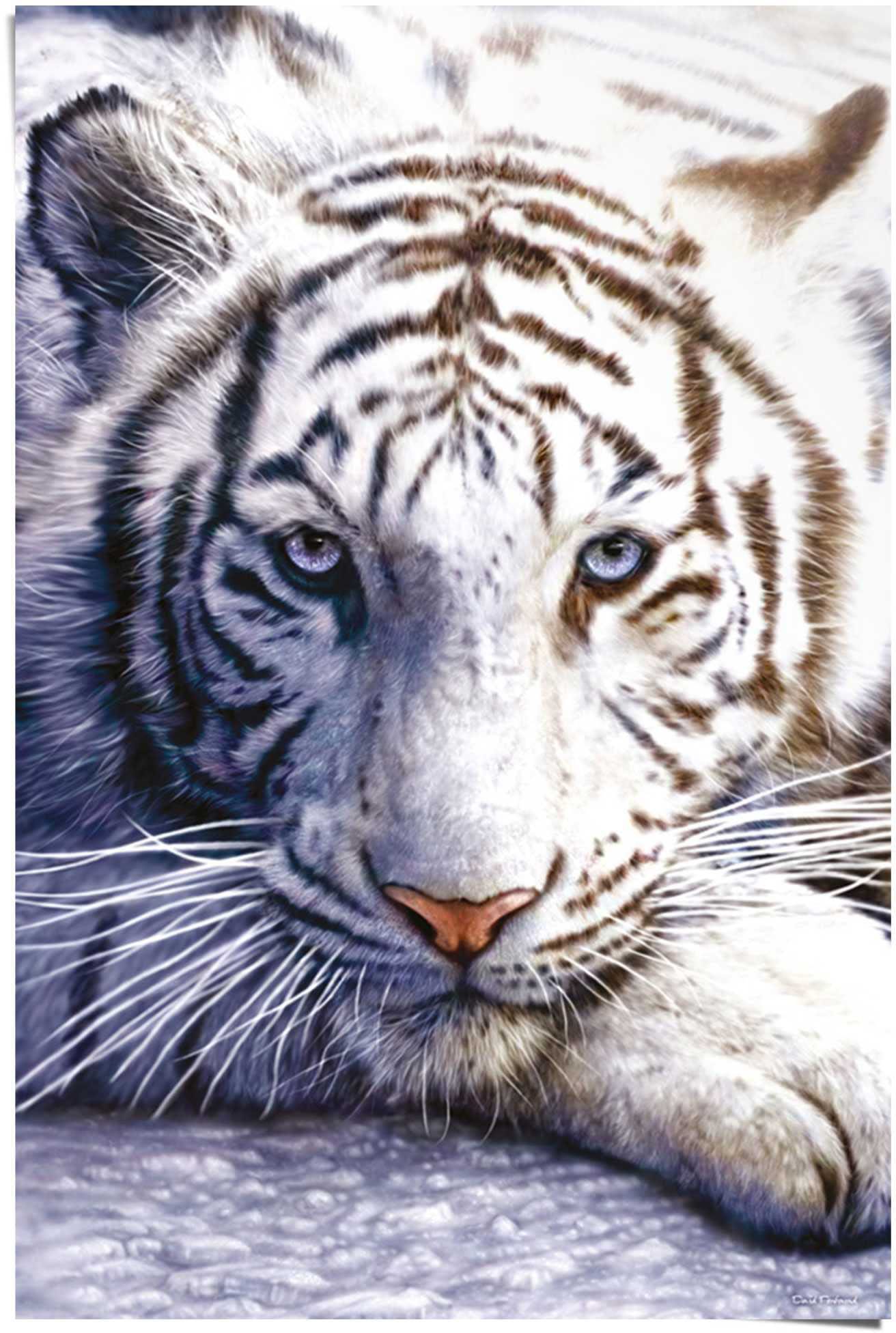 Image of Reinders Poster "Weisser Tiger" 1 Stk. tlg.