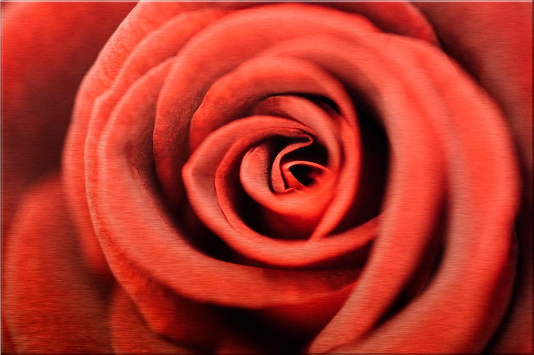 Image of Wall-Art Alu-Dibond-Druck »Rote Rose«, 120/75 cm bei Ackermann Versand Schweiz
