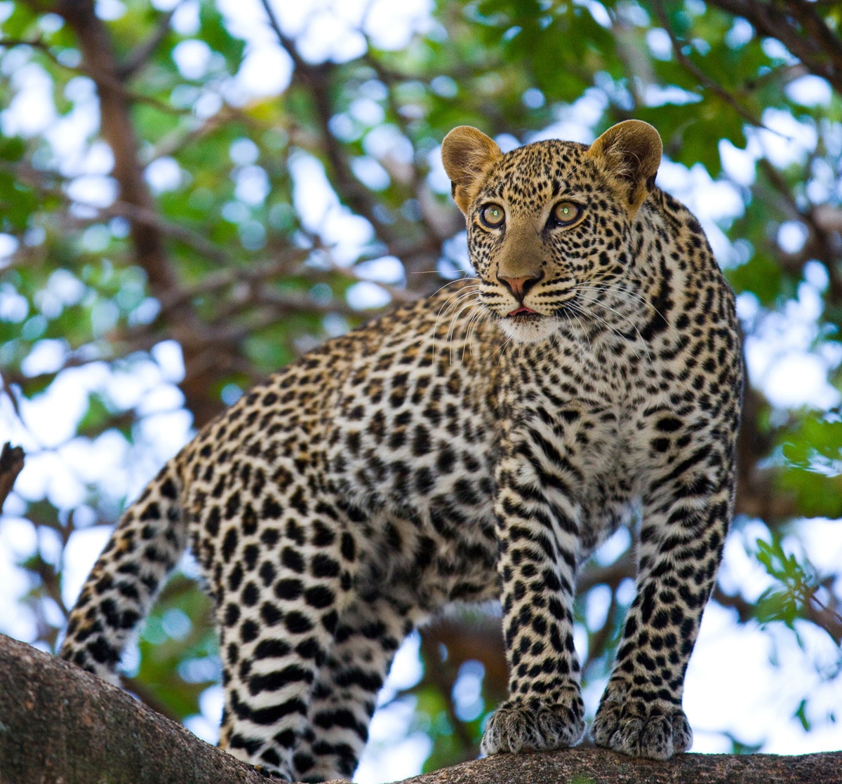 Papermoon Fototapete »Leopard auf dem Baum«