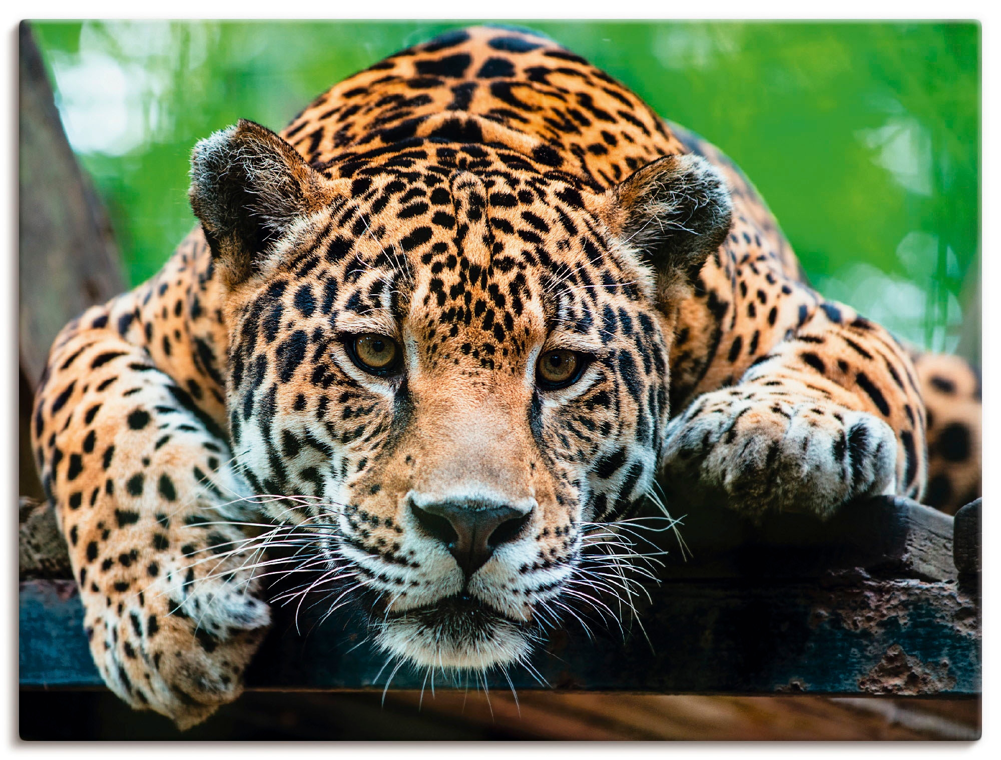 Image of Artland Leinwandbild "Südamerikanischer Jaguar" Wildtiere 1 Stk. tlg. auf Holzrahmen gespannt