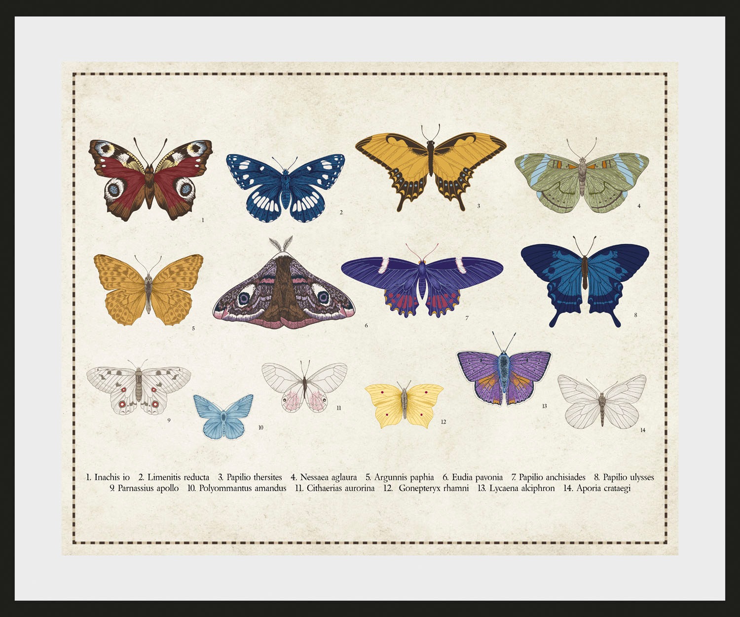 Image of queence Bild "Liane" Insekten Kunst Schmetterlinge 1 Stk. tlg. HD Premium Poster-Druck inkl. Holzrahmen