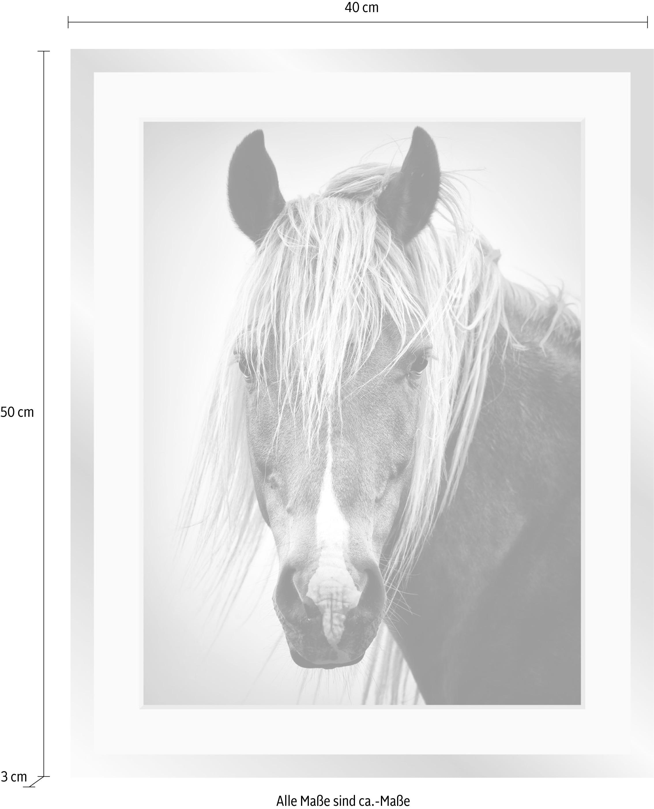 queence Bild »Pferdekopf«, Schwarz-Weiss-Tiere-Pferde-Pferdebilder-Gesicht, HD Premium Poster-Druck inkl. Holzrahmen in schwarz