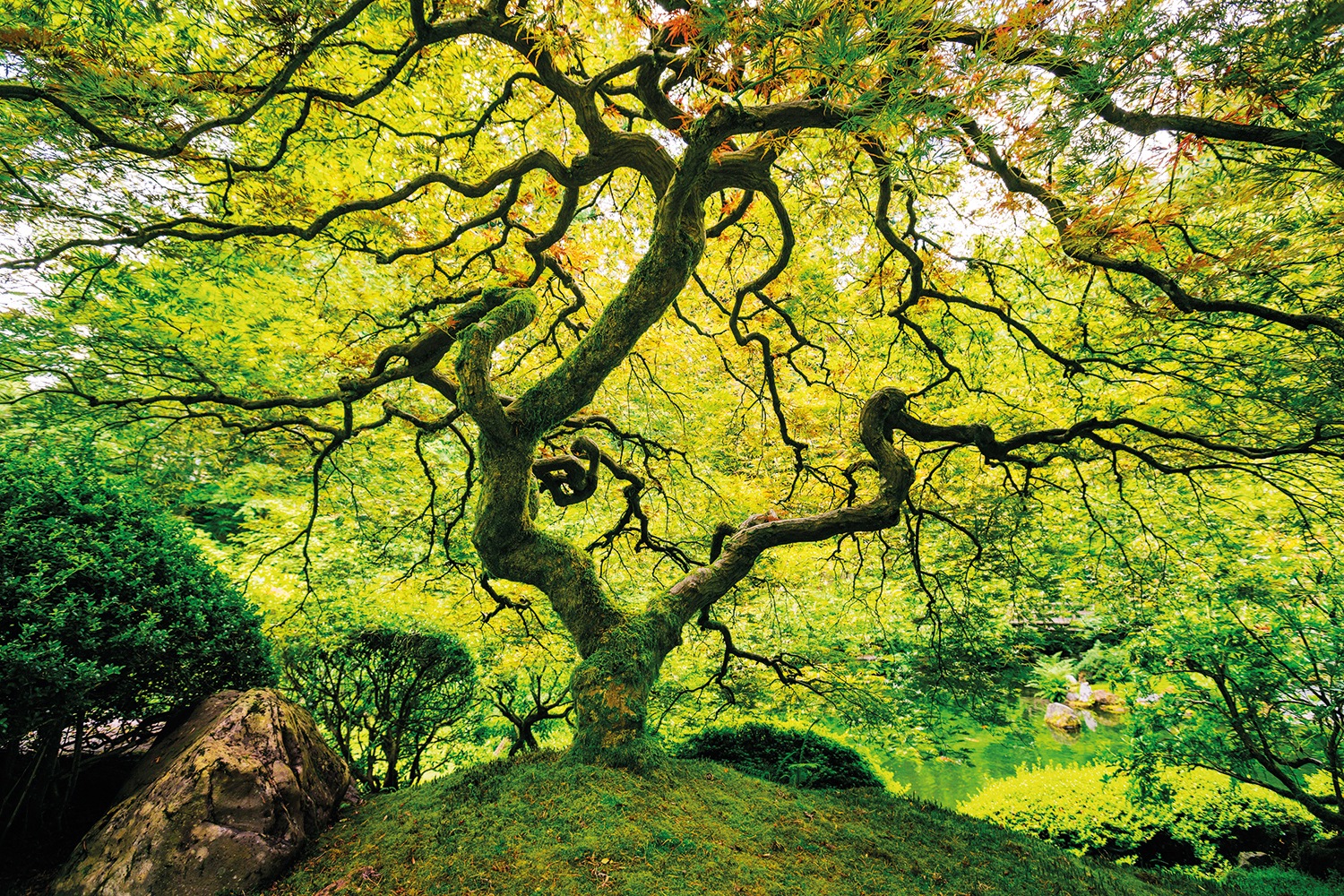 Image of Papermoon Fototapete "Japanese Maple Tree" glatt
