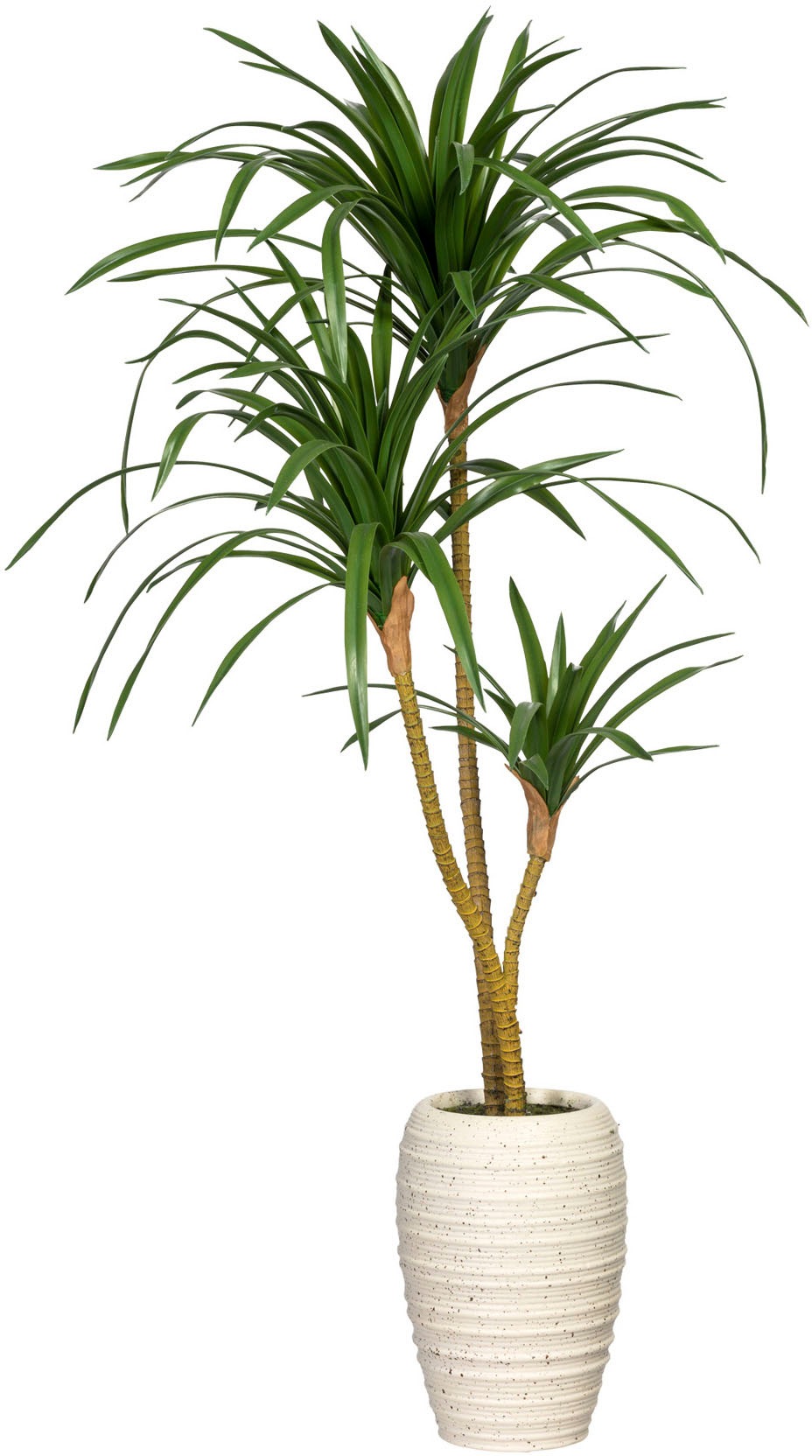 Image of Creativ green Künstliche Zimmerpflanze »Dracaena marginata«, (1 St.), in Keramikvase bei Ackermann Versand Schweiz