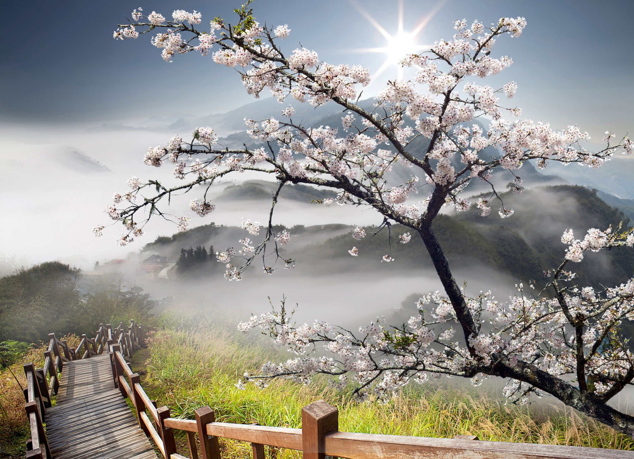 Image of Papermoon Fototapete "ORCHIDEEN-TAPETE NATUR LANDSCHAFT GEBIRGE BERGE BLUMEN"