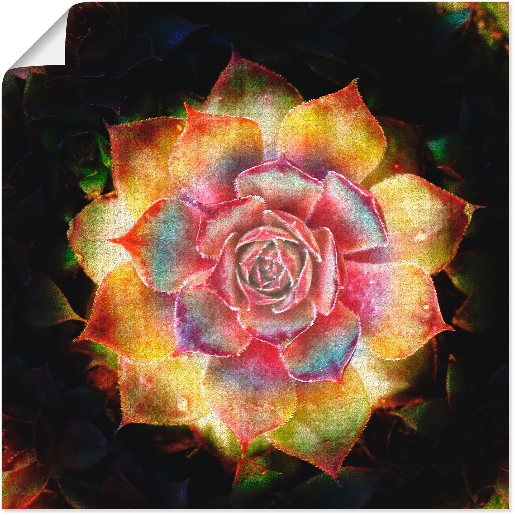 Image of Artland Wandbild »Hauswurz«, Pflanzen, (1 St.), in vielen Grössen & Produktarten - Alubild / Outdoorbild für den Aussenbereich, Leinwandbild, Poster, Wandaufkleber / Wandtattoo auch für Badezimmer geeignet bei Ackermann Versand Schweiz