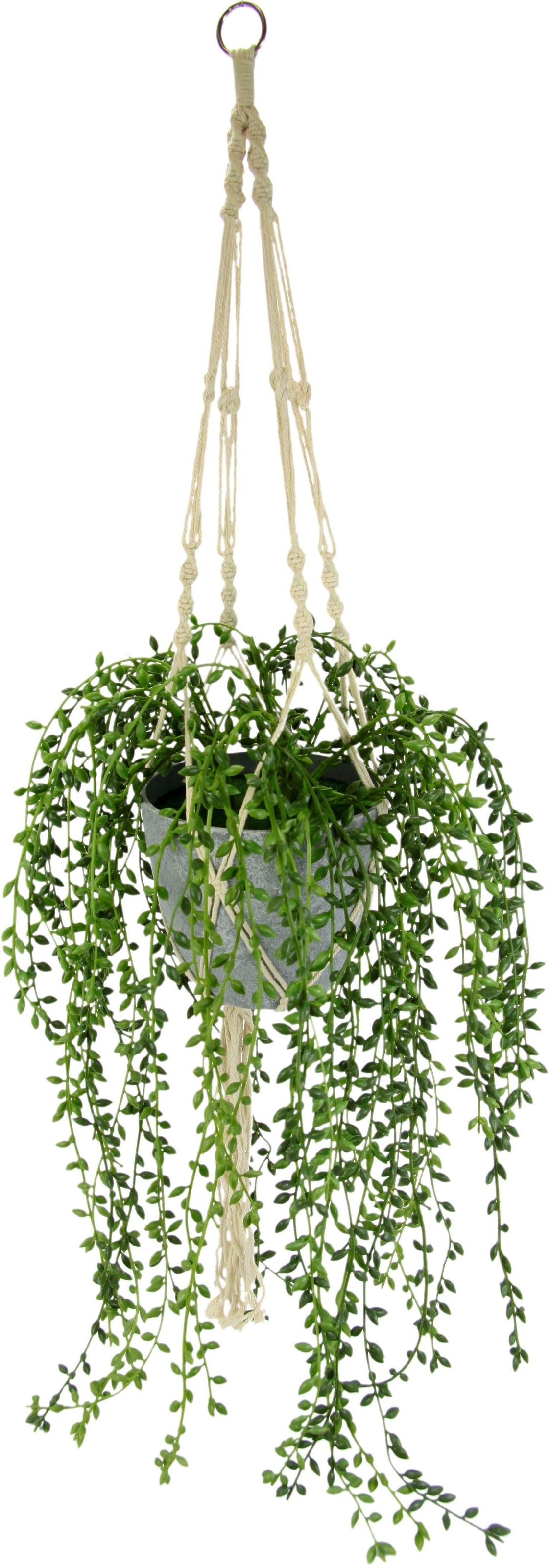 Image of I.GE.A. Kunstranke »Senecio«, (1 St.), in Hängeampel bei Ackermann Versand Schweiz