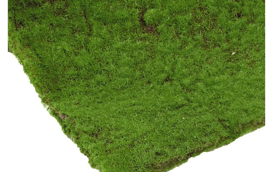 Botanic-Haus Mousse »30 x 100 cm«