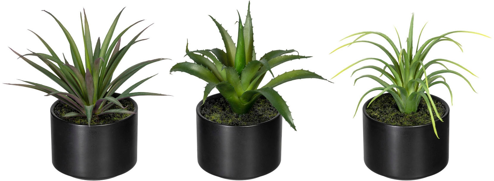 Image of Creativ green Künstliche Zimmerpflanze »Set aus Aloe, Agave und Tillandsie«, (3 St.), im Keramiktopf, 3er Set bei Ackermann Versand Schweiz