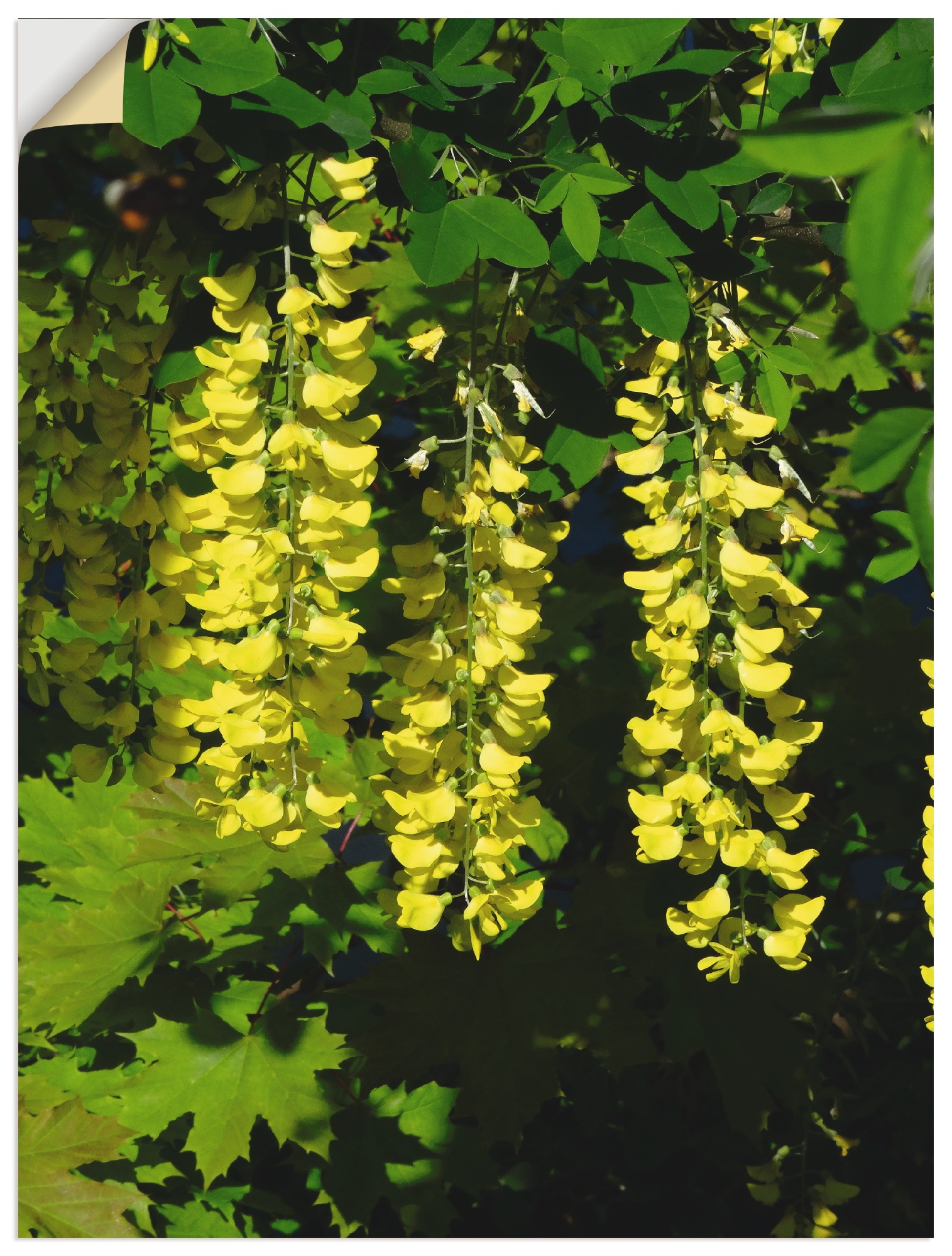 Image of Artland Wandbild »Goldregen«, Bäume, (1 St.), in vielen Grössen & Produktarten - Alubild / Outdoorbild für den Aussenbereich, Leinwandbild, Poster, Wandaufkleber / Wandtattoo auch für Badezimmer geeignet bei Ackermann Versand Schweiz