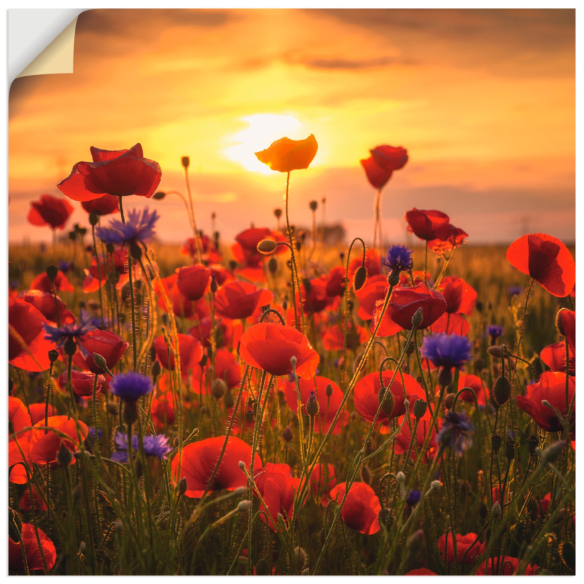 Artland Wandbild »Mohnblumen im Abendlicht«, Blumen, (1 St.), als Alubild,  Leinwandbild, Wandaufkleber oder Poster in versch. Grössen maintenant
