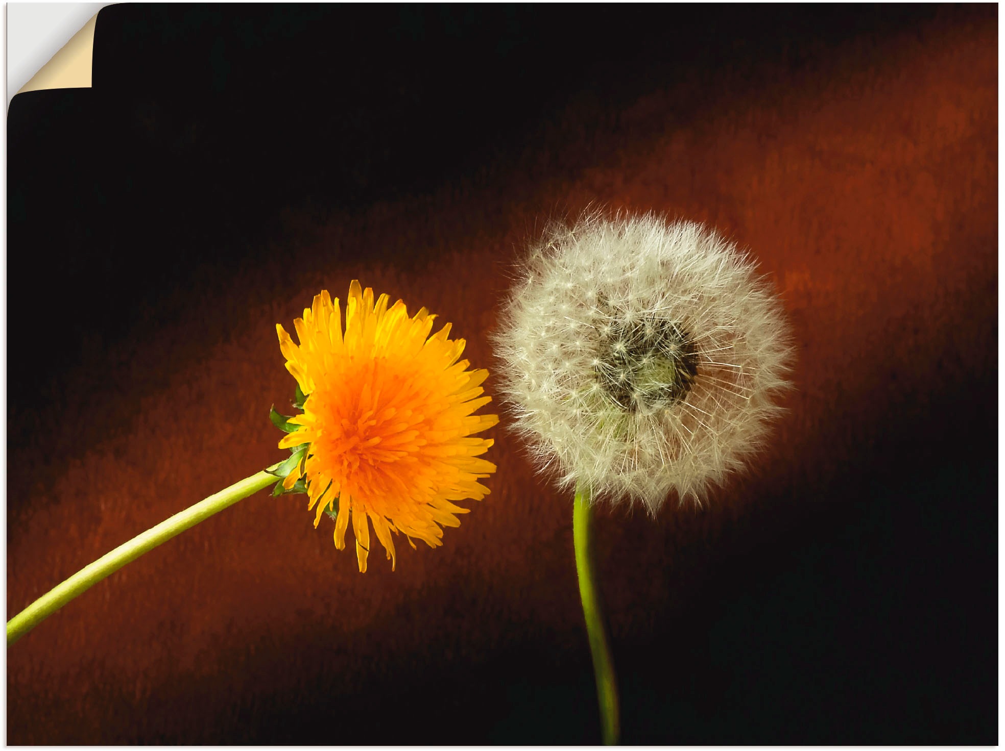 Image of Artland Wandbild »Pusteblume«, Blumen, (1 St.), in vielen Grössen & Produktarten -Leinwandbild, Poster, Wandaufkleber / Wandtattoo auch für Badezimmer geeignet bei Ackermann Versand Schweiz