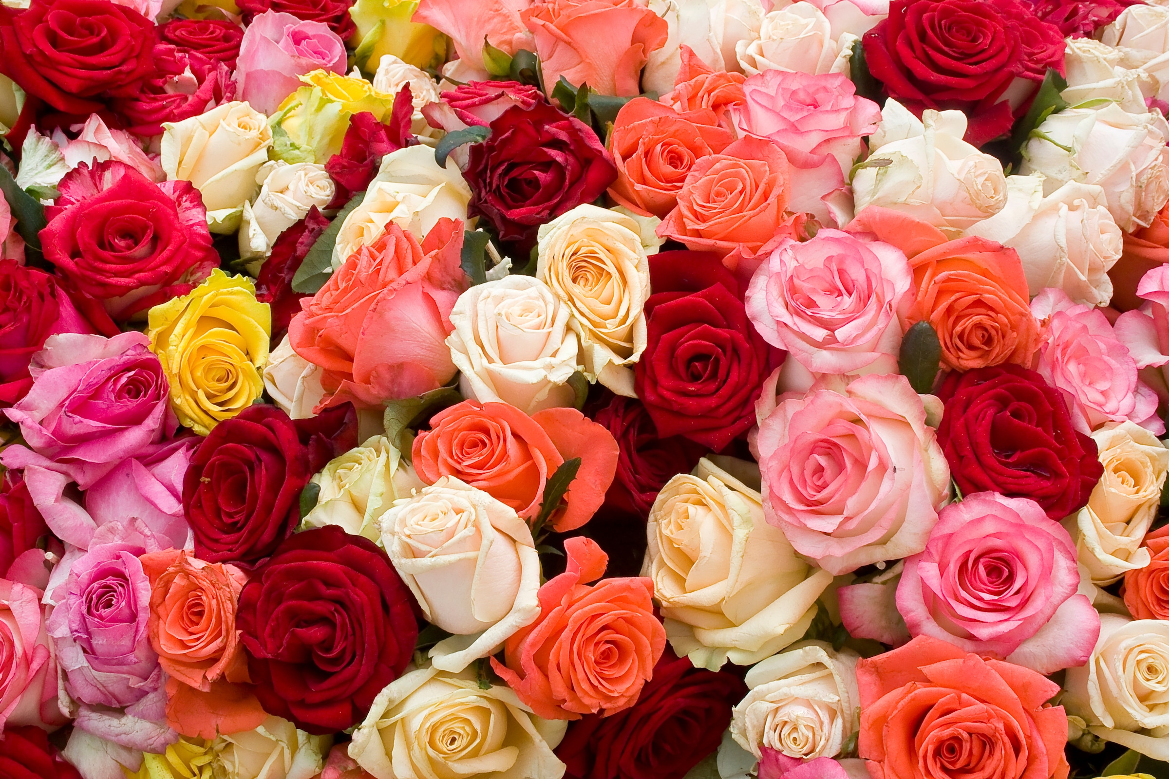 Image of Papermoon Fototapete "Roses" glatt