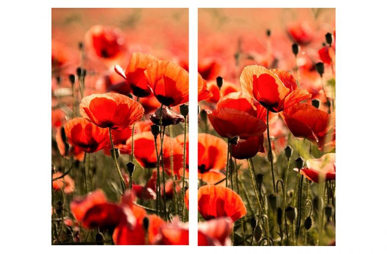 Image of Wall-Art Herd-Abdeckplatte »Herdabdeckplatte Mohnblumen«, (Set, 2 tlg.) bei Ackermann Versand Schweiz