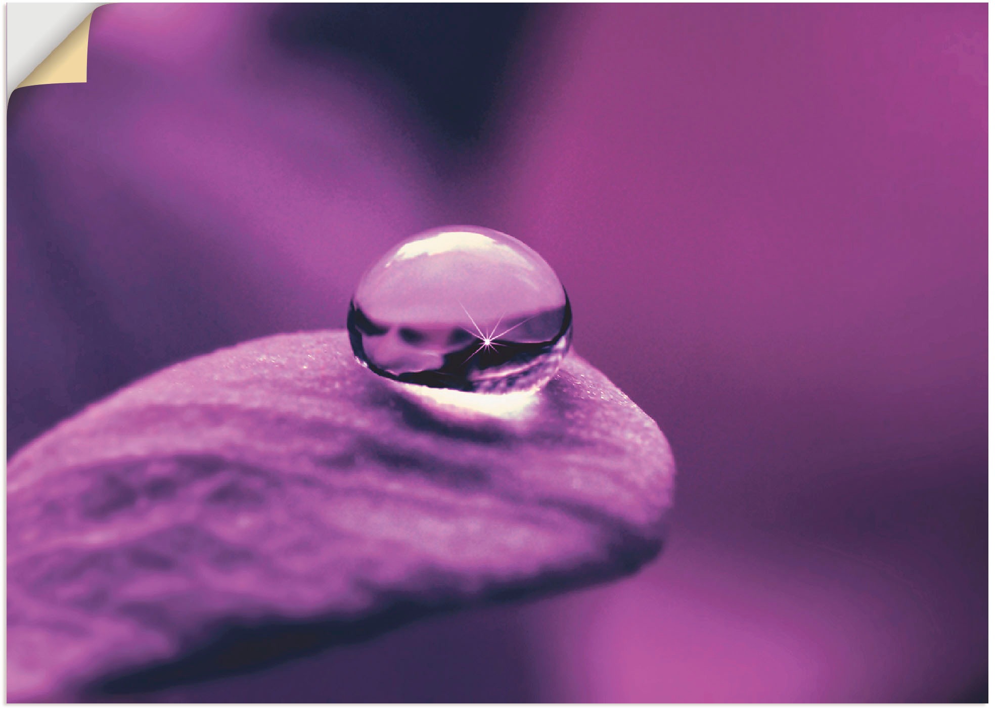 Image of Artland Wandbild »Amethyst«, Blumen, (1 St.), in vielen Grössen & Produktarten -Leinwandbild, Poster, Wandaufkleber / Wandtattoo auch für Badezimmer geeignet bei Ackermann Versand Schweiz