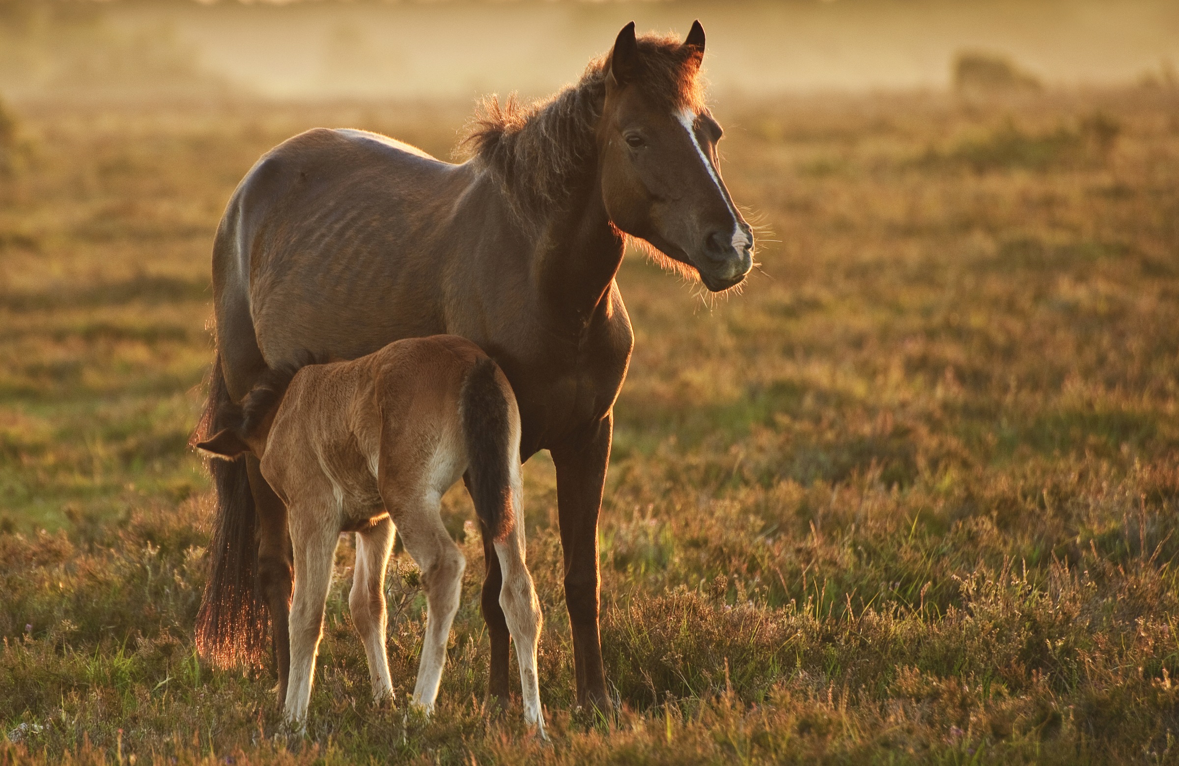 Image of Papermoon Fototapete »PFERDE-NATUR LANDSCHAFT BAUERNHOF TIERE PFERD WANDBILD«, Vliestapete, hochwertiger Digitaldruck, inklusive Kleister bei Ackermann Versand Schweiz