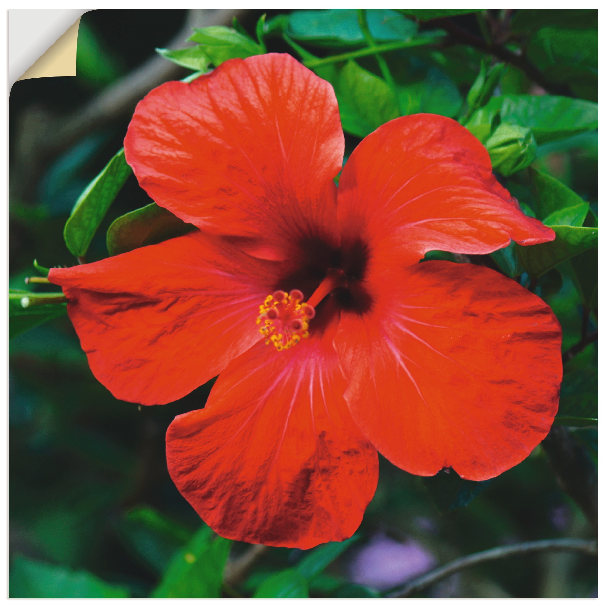 Image of Artland Wandbild »Hawaiiblume«, Blumen, (1 St.), in vielen Grössen & Produktarten - Alubild / Outdoorbild für den Aussenbereich, Leinwandbild, Poster, Wandaufkleber / Wandtattoo auch für Badezimmer geeignet bei Ackermann Versand Schweiz