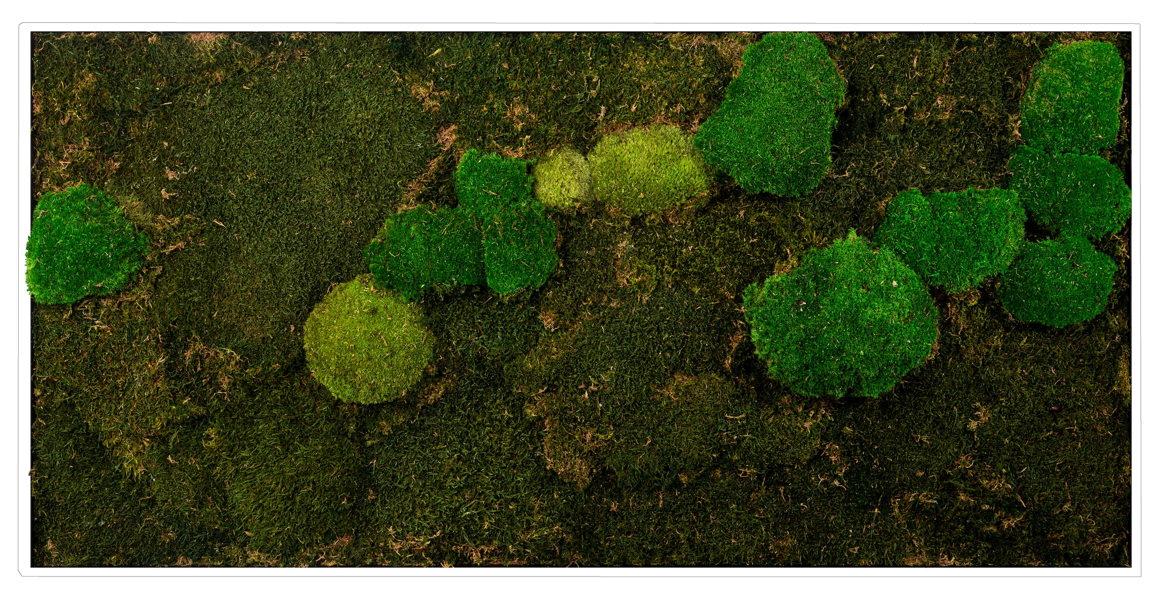 Image of Bönninghoff Bild mit Rahmen "Mixmoos" Natur 1 Stk. tlg. jedes Bild ein Unikat, BxH: 120x60 cm