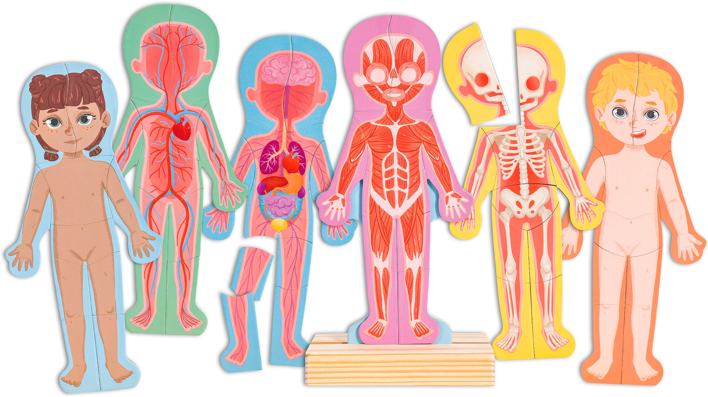 Image of Hape Konturenpuzzle "Menschlicher Körper"