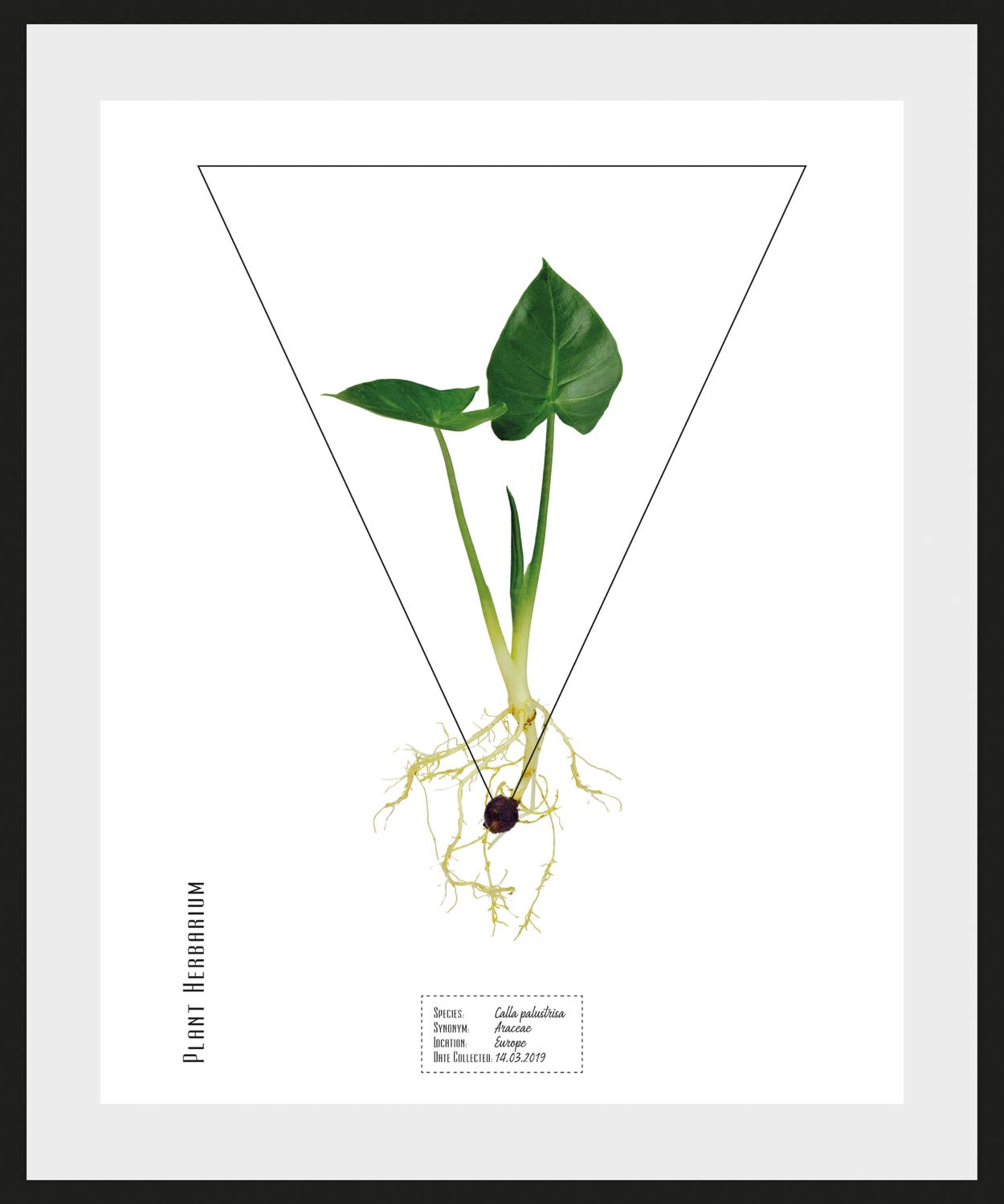 Image of queence Bild »Calla palustrisa«, (1 St.) bei Ackermann Versand Schweiz