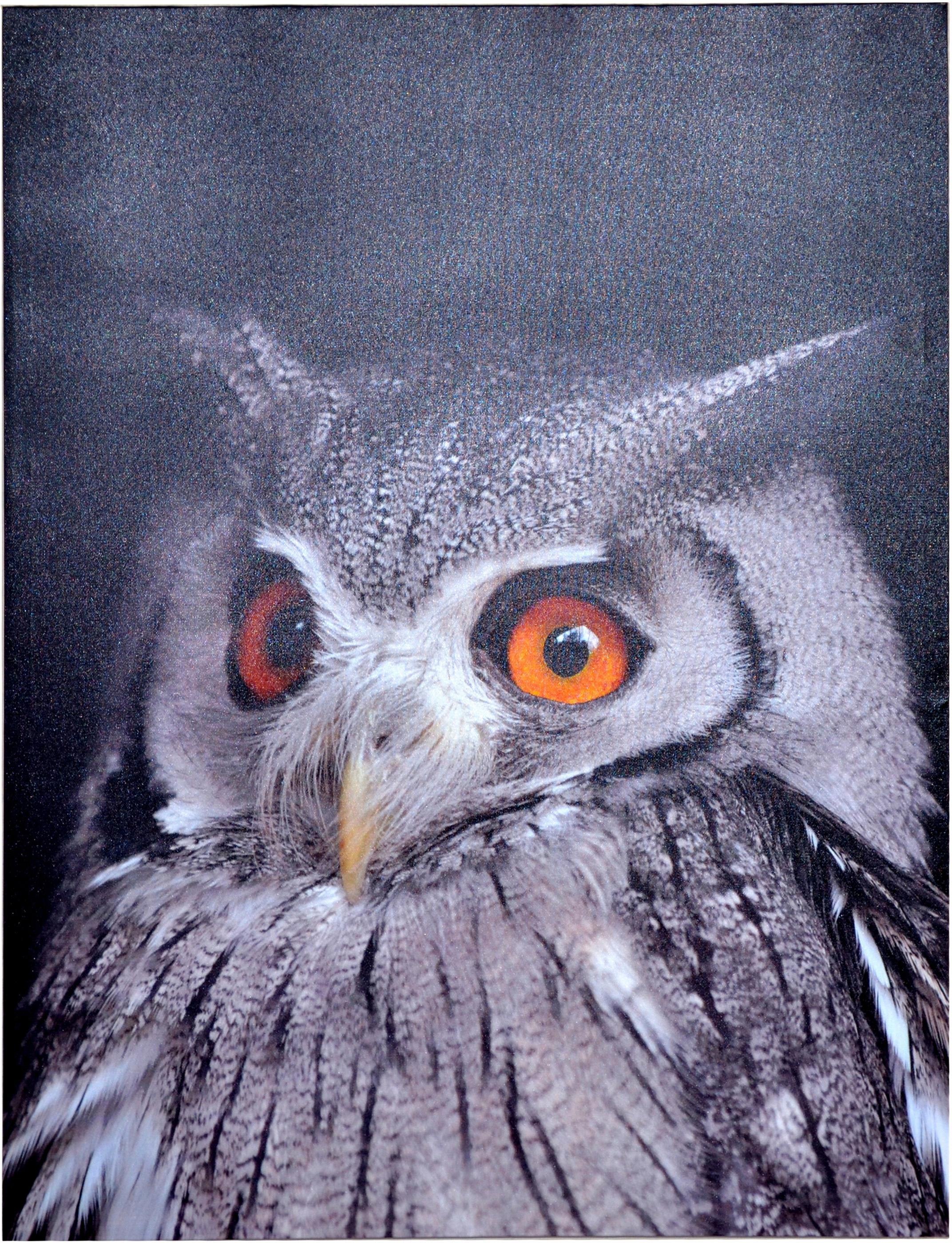 Image of HOFMANN LIVING AND MORE LED-Bild »Eule«, 60/80 cm bei Ackermann Versand Schweiz