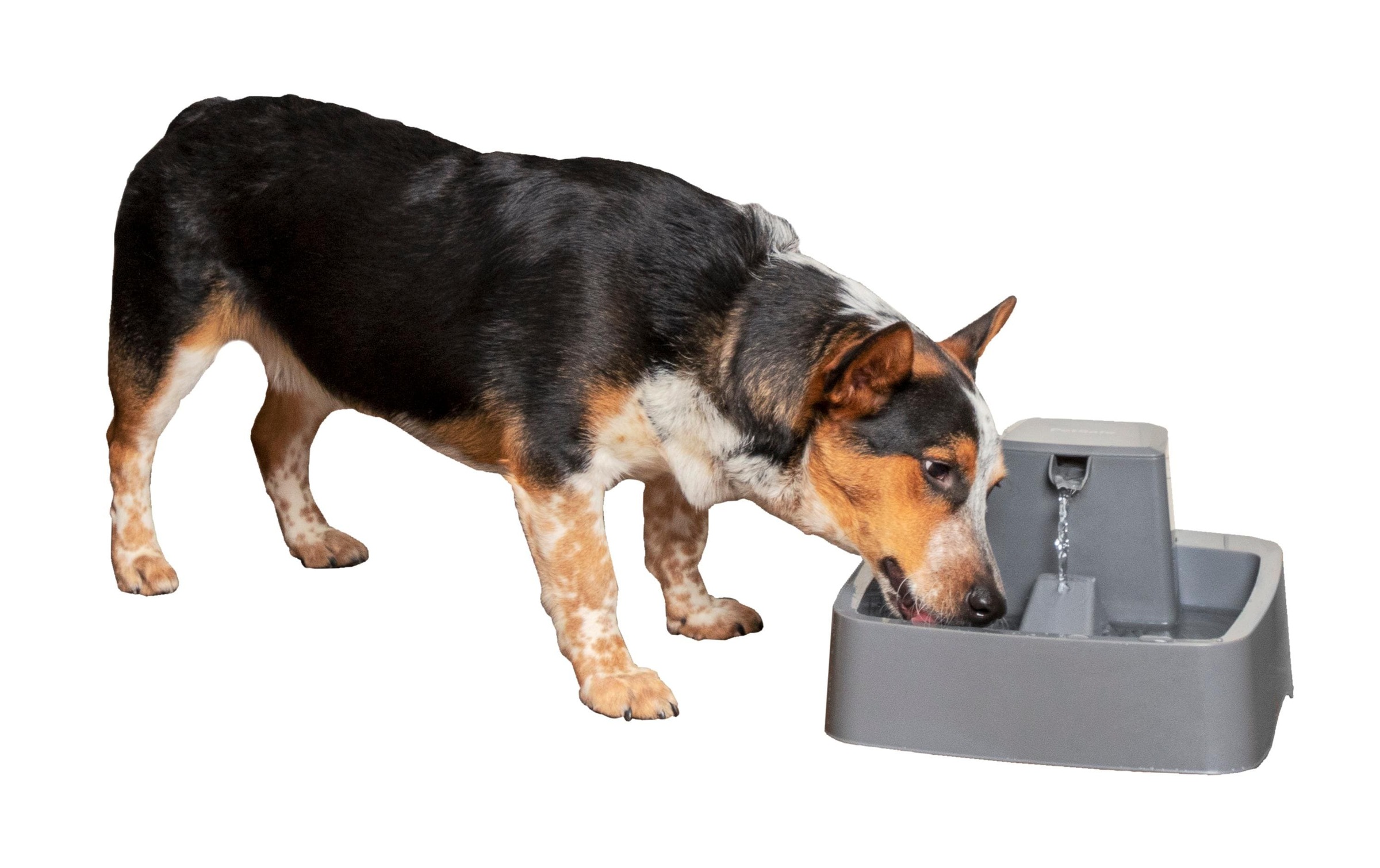 PetSafe Wasserspender »Drinkwell Trinkbrunnen PET l«