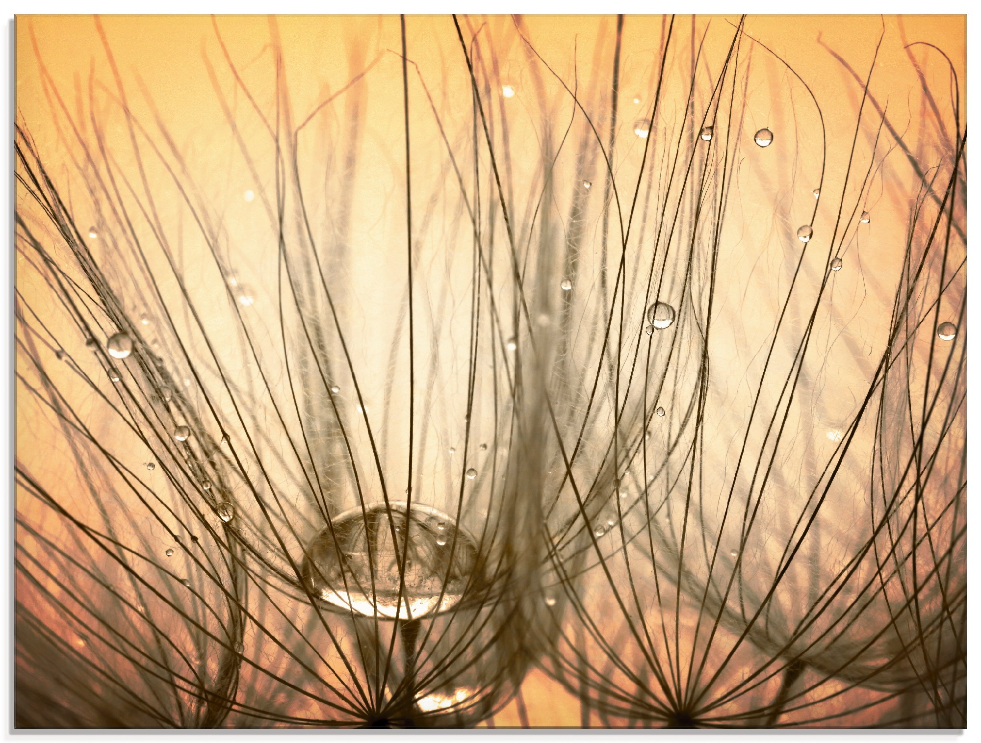 Image of Artland Glasbild »Pusteblume I«, Blumen, (1 St.) bei Ackermann Versand Schweiz