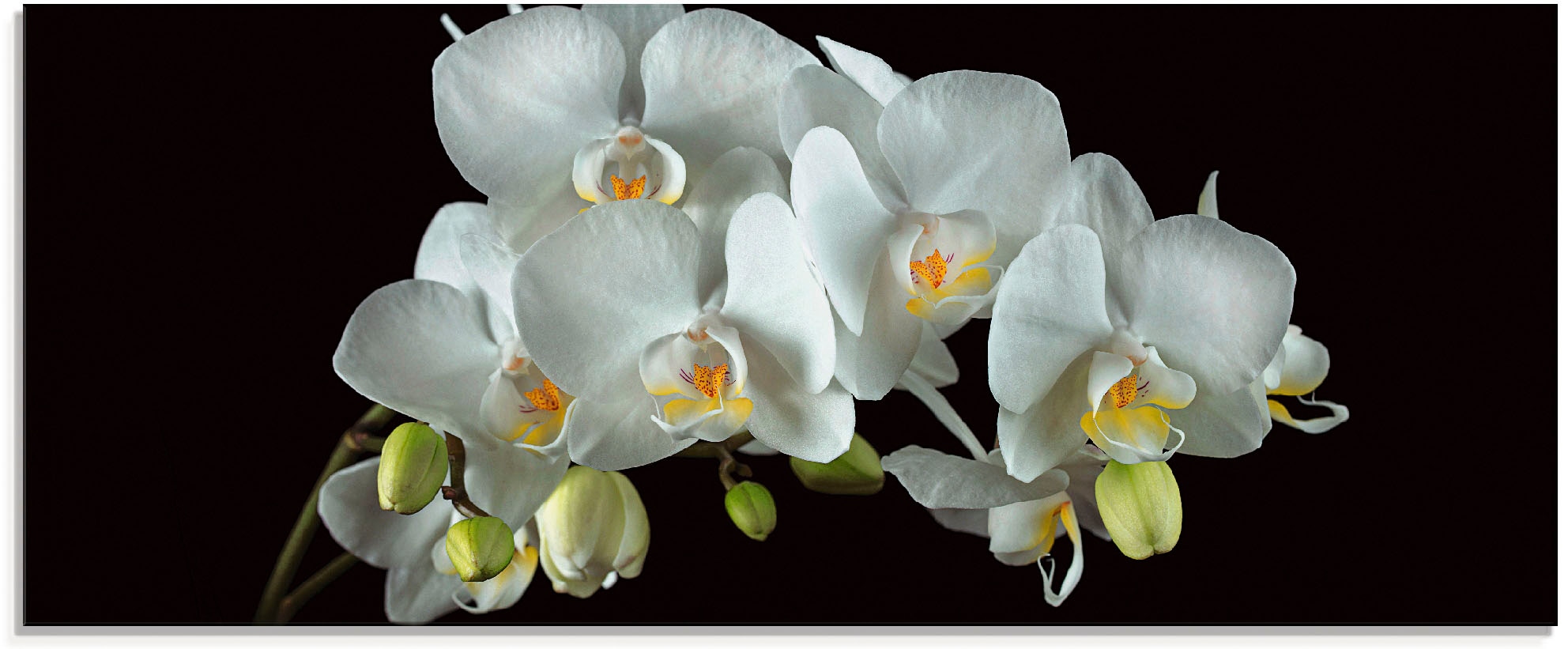 Image of Artland Glasbild "Weisse Orchidee auf schwarzem Hintergrund" Blumen 1 Stk. tlg. in verschiedenen Grössen