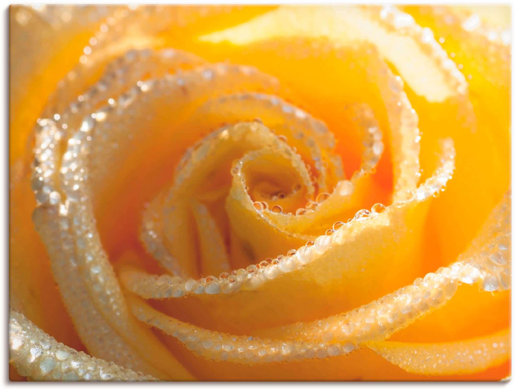 Image of Artland Leinwandbild "Gelbe Rose Makro" Blumen 1 Stk. tlg. auf Holzrahmen gespannt