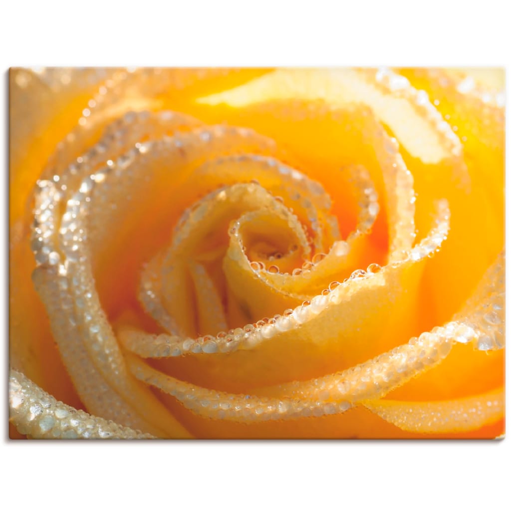 Artland Wandbild »Gelbe Rose Makro«, Blumen, (1 St.)