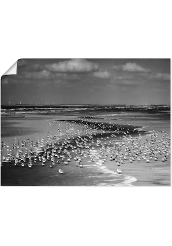 Artland Wandbild »Strand mit vielen kleinen Vögeln«, Gewässer, (1 St.), in vielen... kaufen