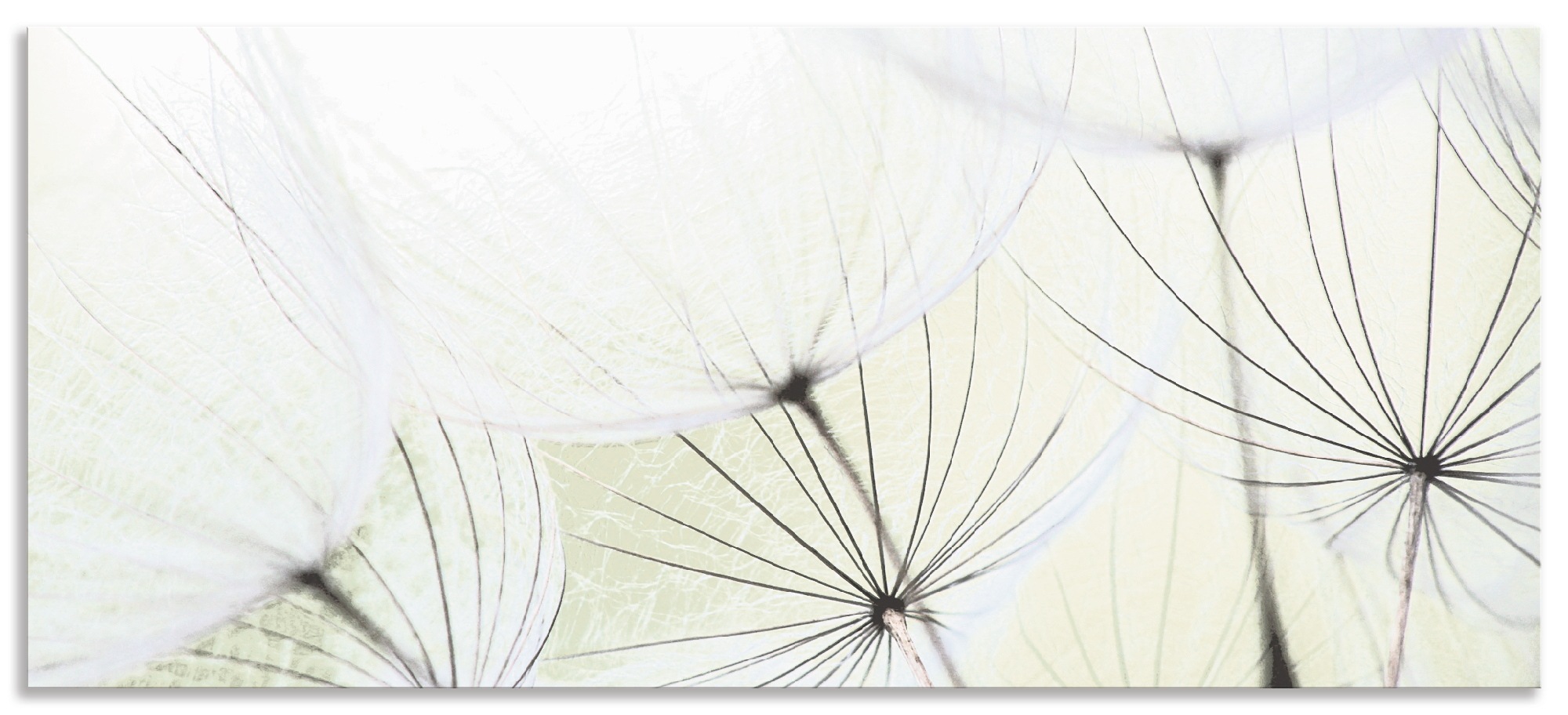 Image of Artland Küchenrückwand »Pusteblumen-Samen aufgehellt«, (1 tlg.), selbstklebend in vielen Grössen - Spritzschutz Küche hinter Herd u. Spüle als Wandschutz vor Fett, Wasser u. Schmutz - Rückwand, Wandverkleidung aus Alu bei Ackermann Versand Schweiz