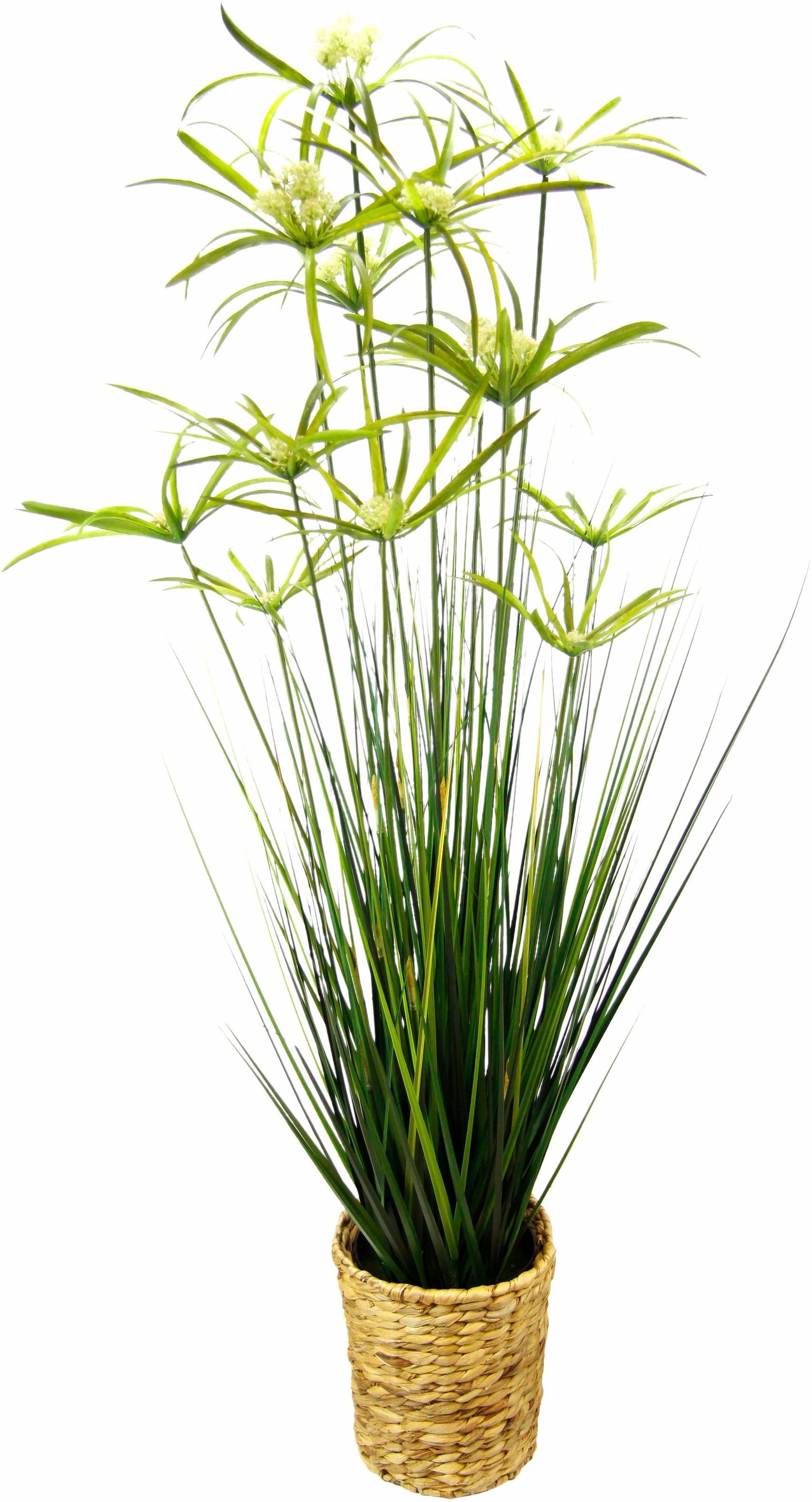 I.GE.A. Kunstpflanze »Zyperngras in bequem Wasserhyazinthentopf« kaufen