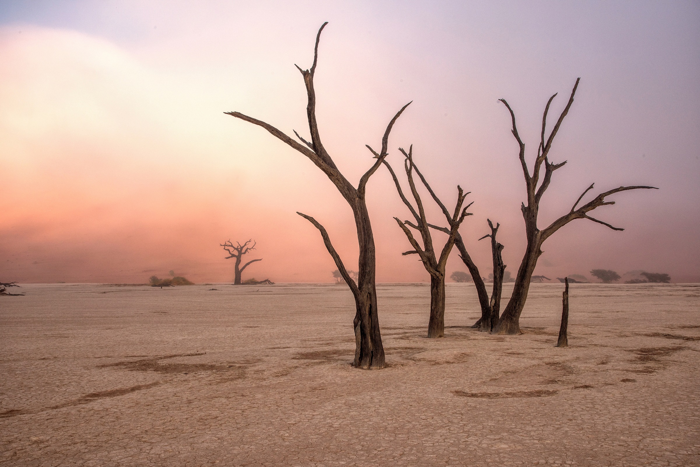 Image of Papermoon Fototapete »Photo-Art GIUSEPPE DAMICO, NEBEL IN DEADVLEI«, Vliestapete, hochwertiger Digitaldruck, inklusive Kleister bei Ackermann Versand Schweiz