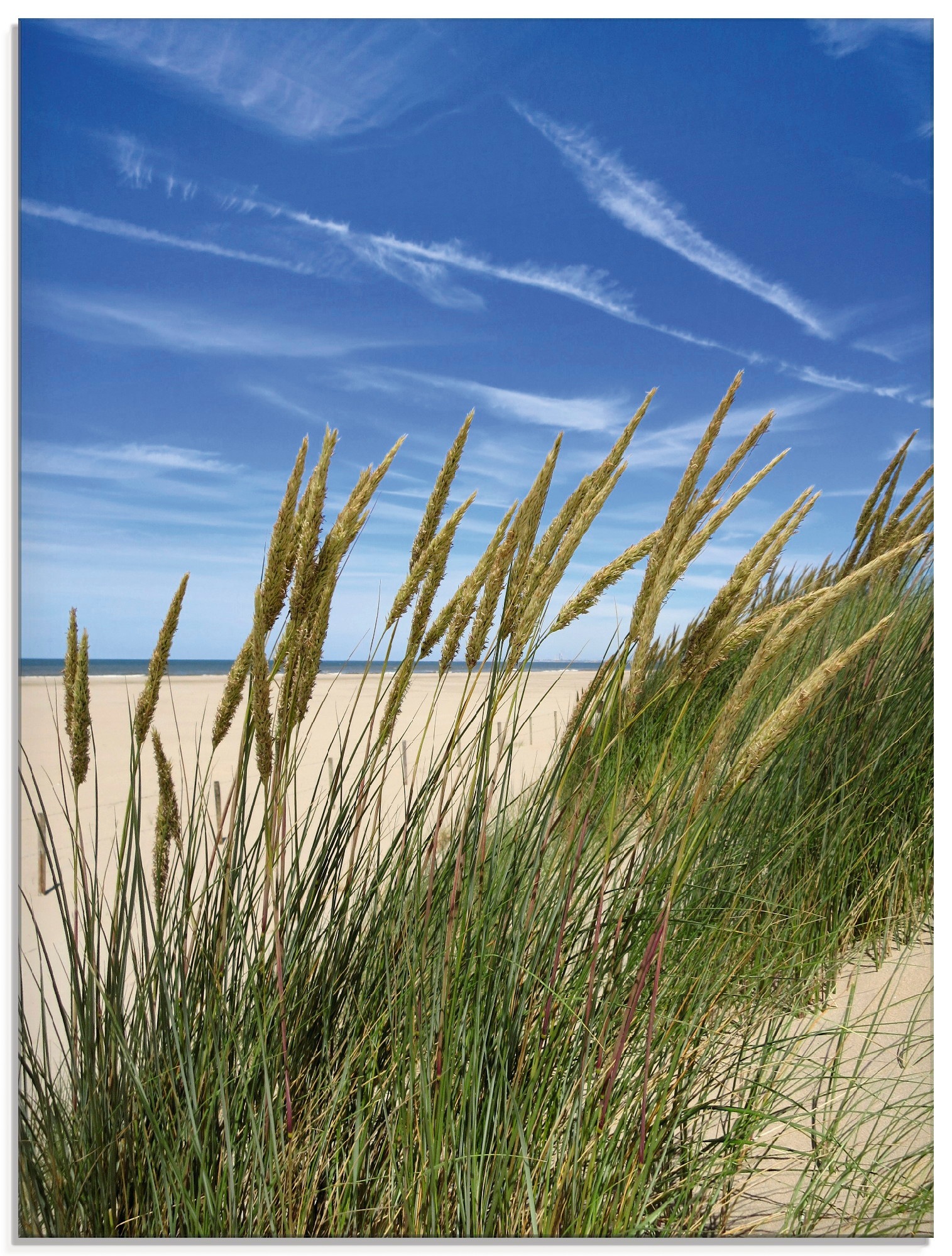 Image of Artland Glasbild »Blühendes Strandgras«, Strand, (1 St.) bei Ackermann Versand Schweiz