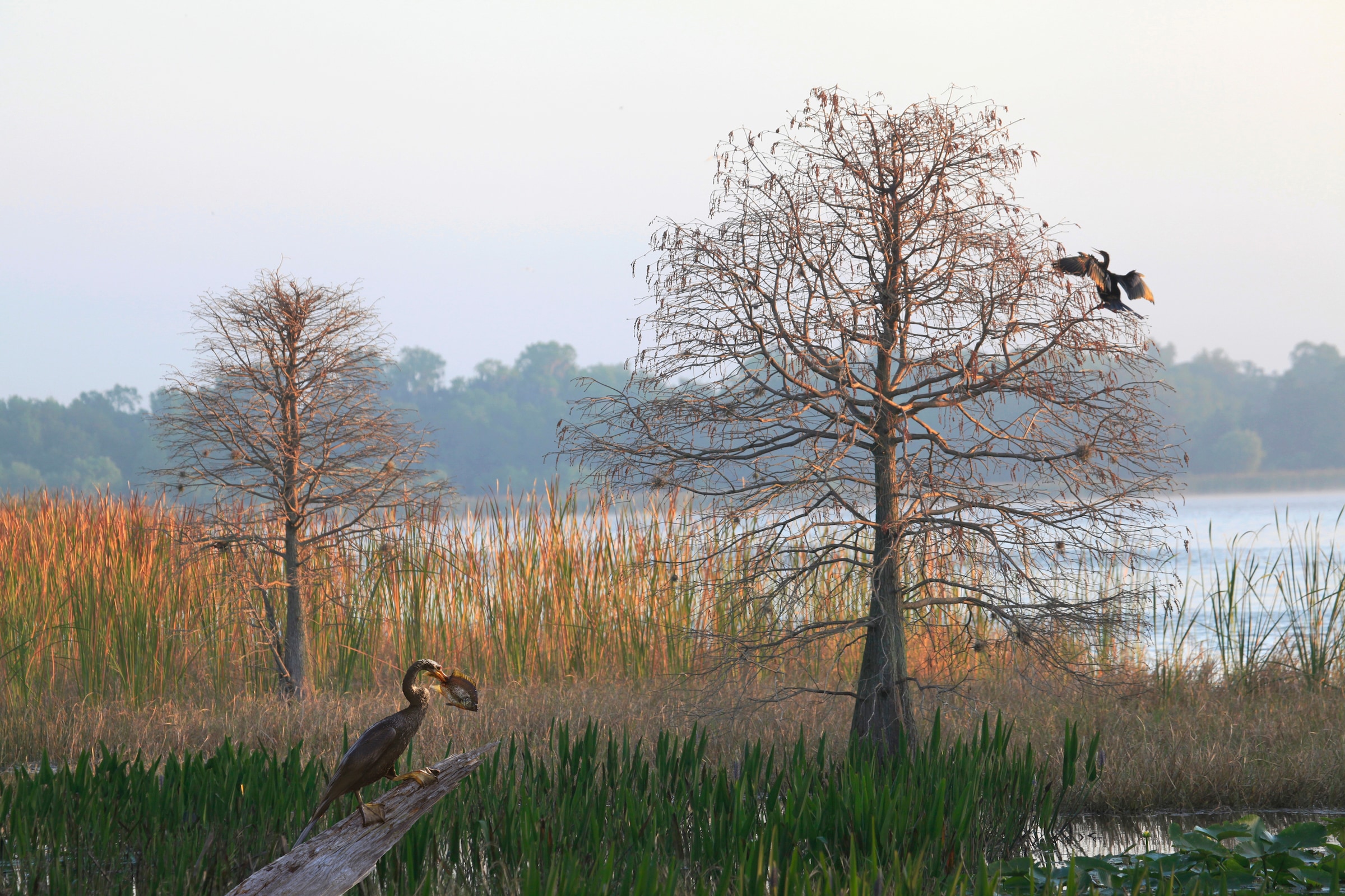 Image of Papermoon Fototapete "ANHINGA-WASSER VOGEL"