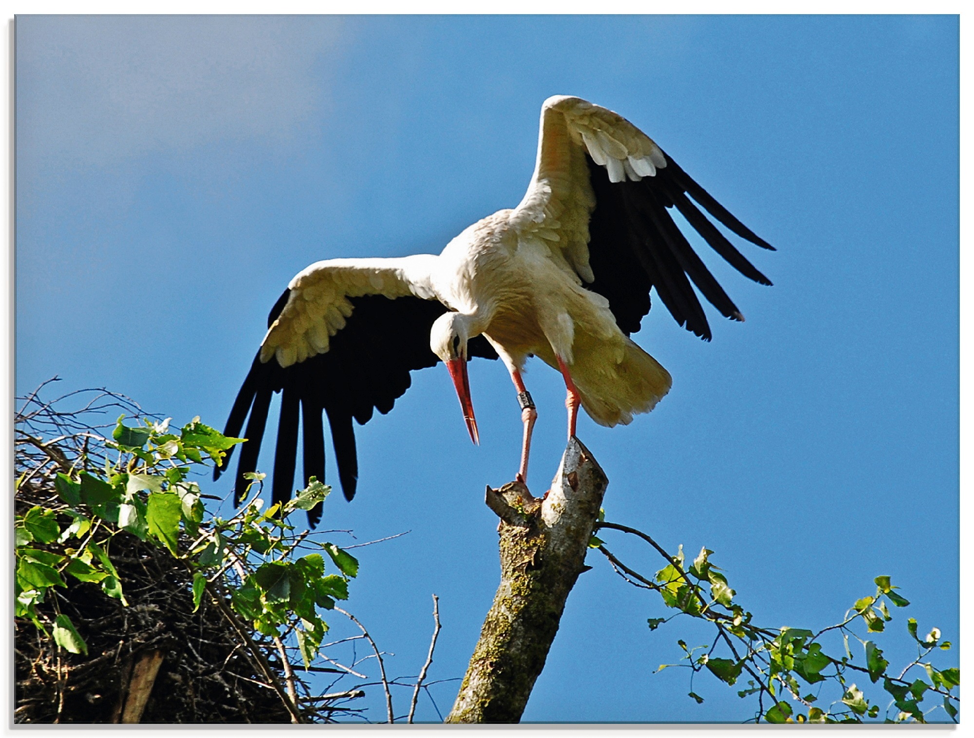 Image of Artland Glasbild »Storch«, Vögel, (1 St.) bei Ackermann Versand Schweiz