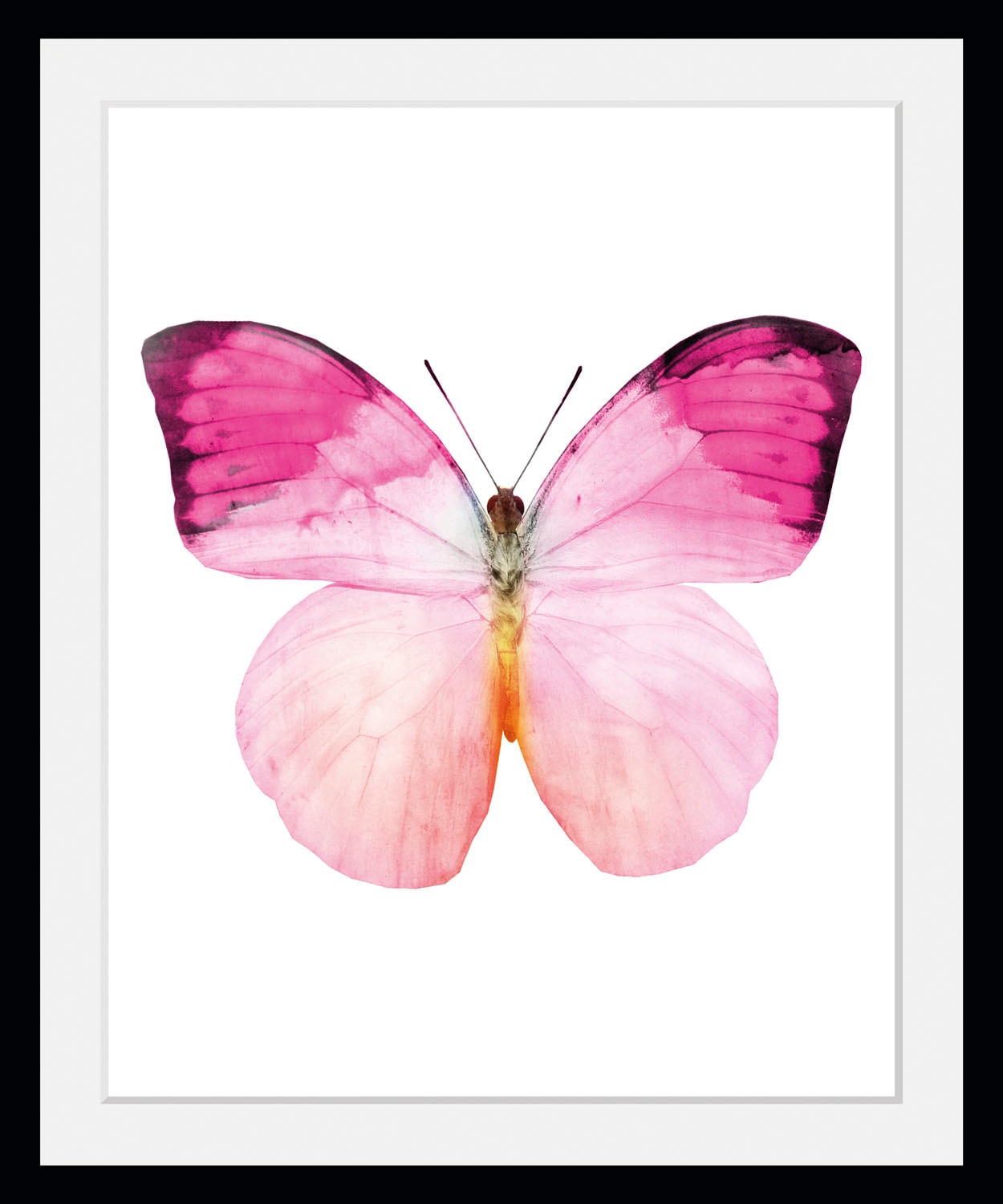 Image of queence Bild "Jody" Insekten Kunst Schmetterlinge 1 Stk. tlg. HD Premium Poster-Druck inkl. Holzrahmen
