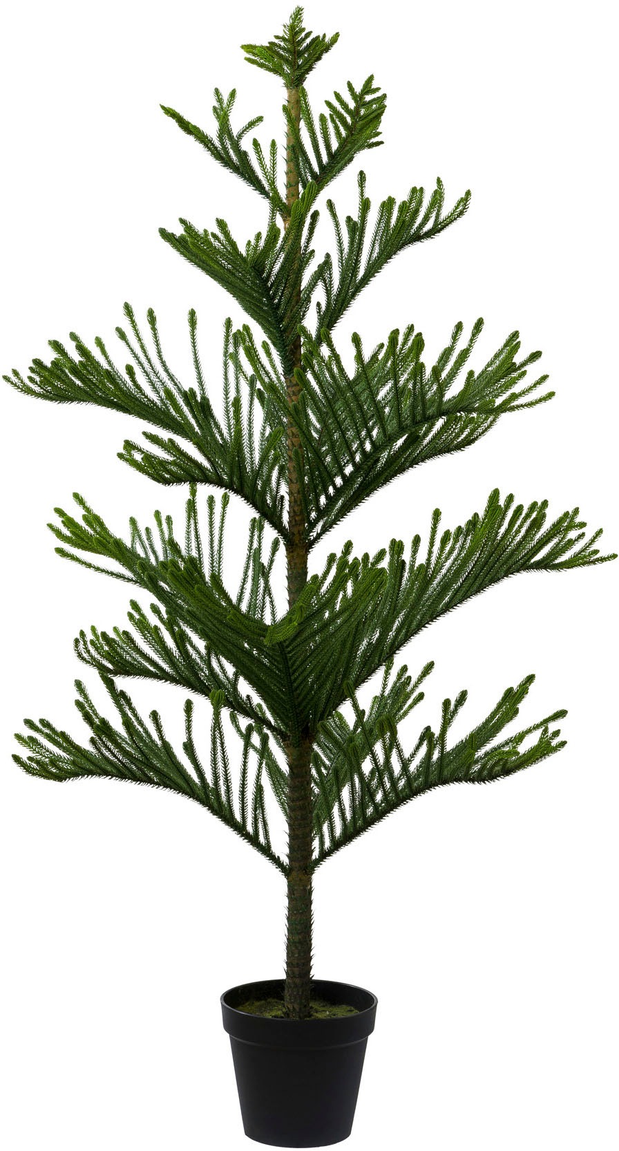 Image of Creativ green Kunstpflanze »Araucarienbaum«, (1 St.), im Kunststofftopf bei Ackermann Versand Schweiz