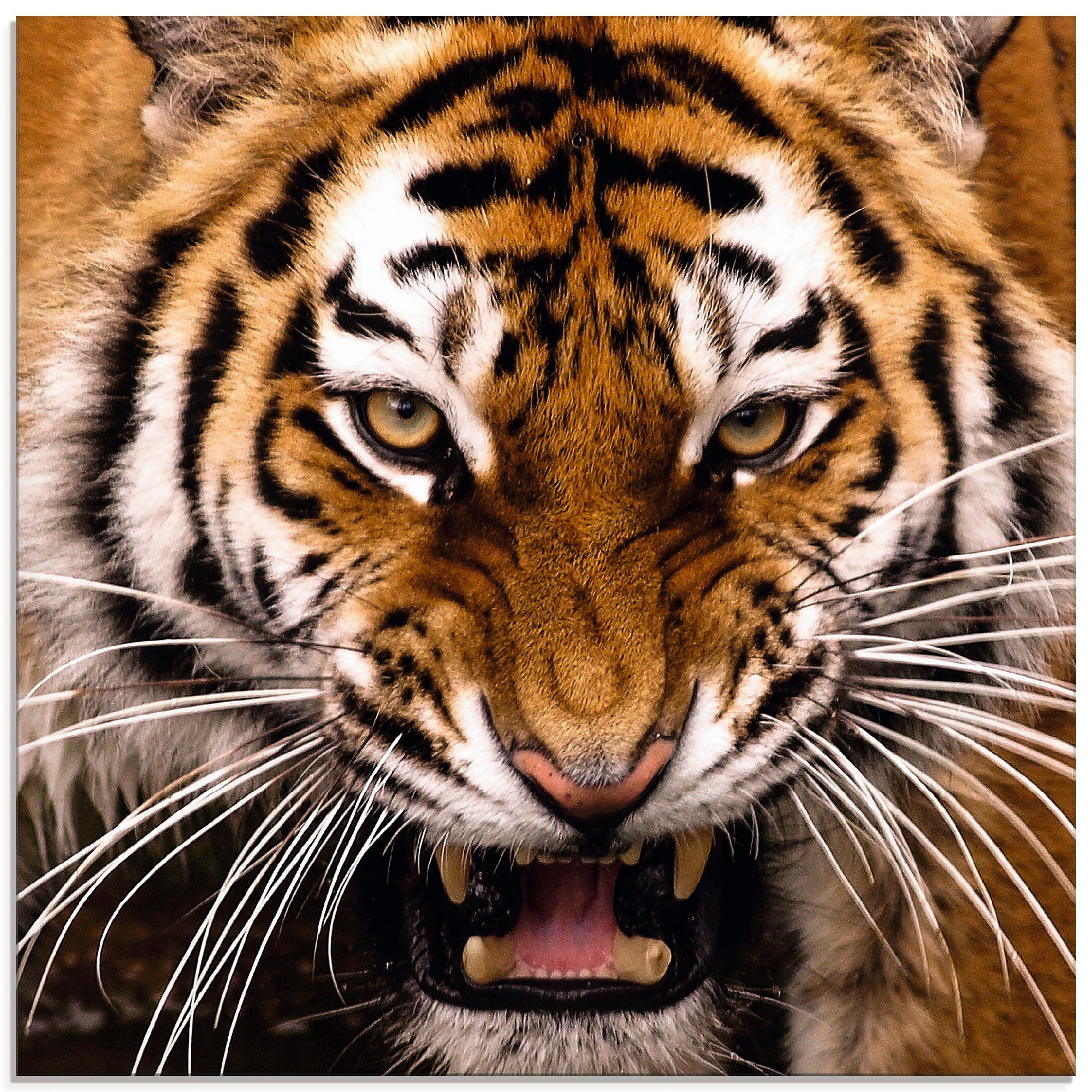 Artland Glasbild »Tiger Kopf«, Wildtiere, (1 St.), in verschiedenen Grössen