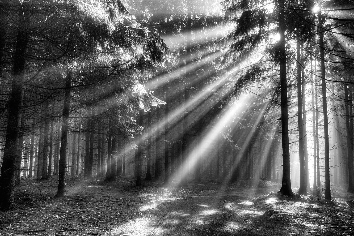 Image of Papermoon Fototapete »Wood Glade« bei Ackermann Versand Schweiz