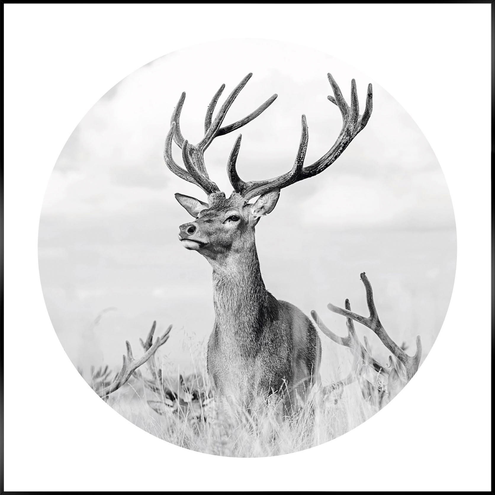 Image of Reinders! Wandbild »Slim Frame Black 50x50 Black & White - tough deer« bei Ackermann Versand Schweiz