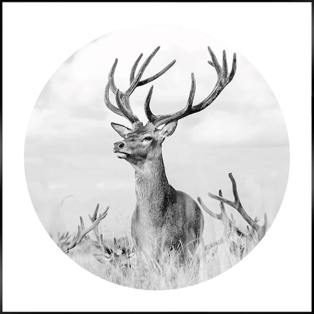 Reinders! Wandbild »Slim Frame Black 50x50 Black & White - tough deer«  günstig kaufen