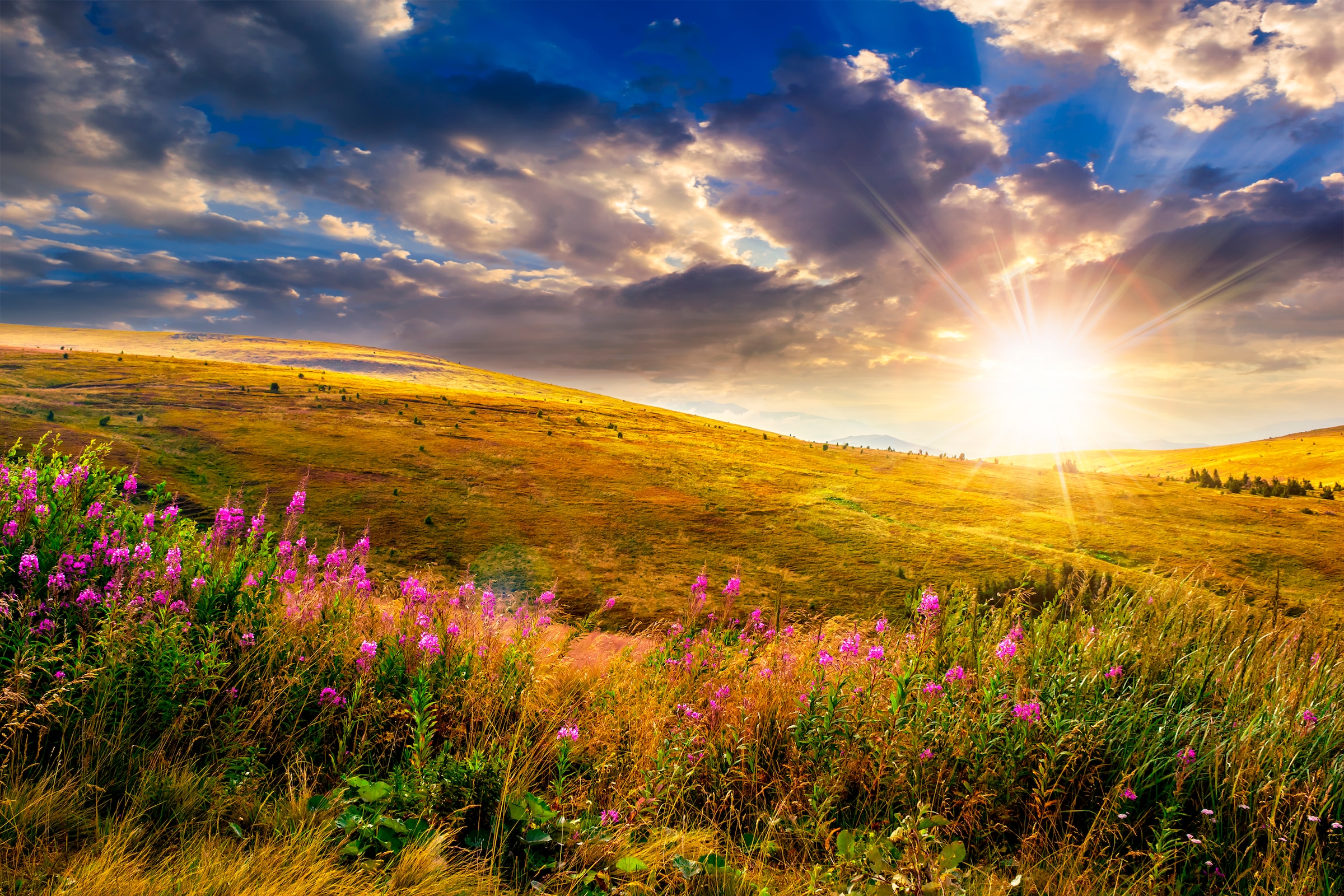 Image of Papermoon Fototapete "Wild Flowers Mountain Sunset" glatt