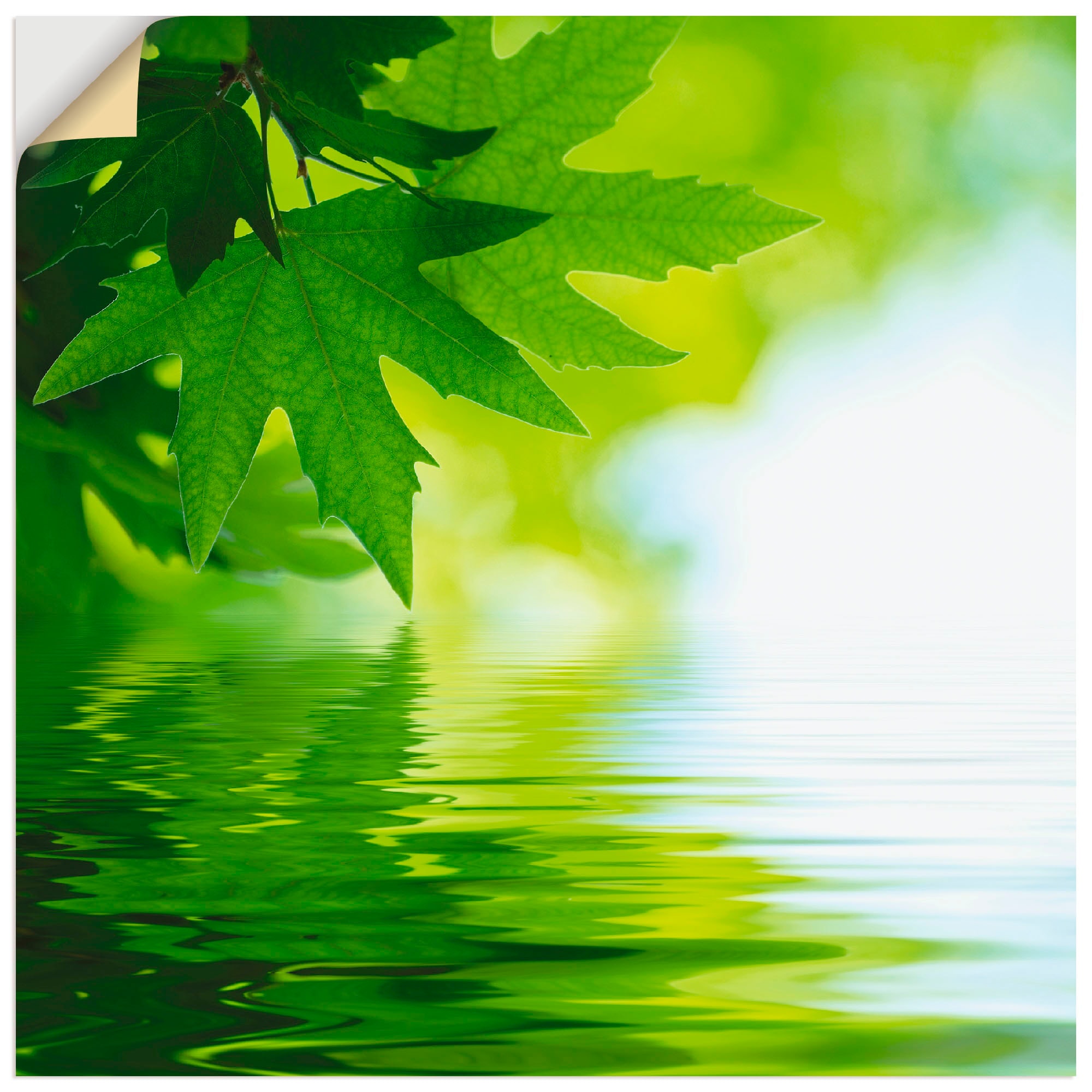 Artland Wandbild als kaufen Poster in jetzt Grössen Wandaufkleber Wasser«, im »Grüne Alubild, (1 St.), reflektieren versch. Blätter oder Leinwandbild, Blätter
