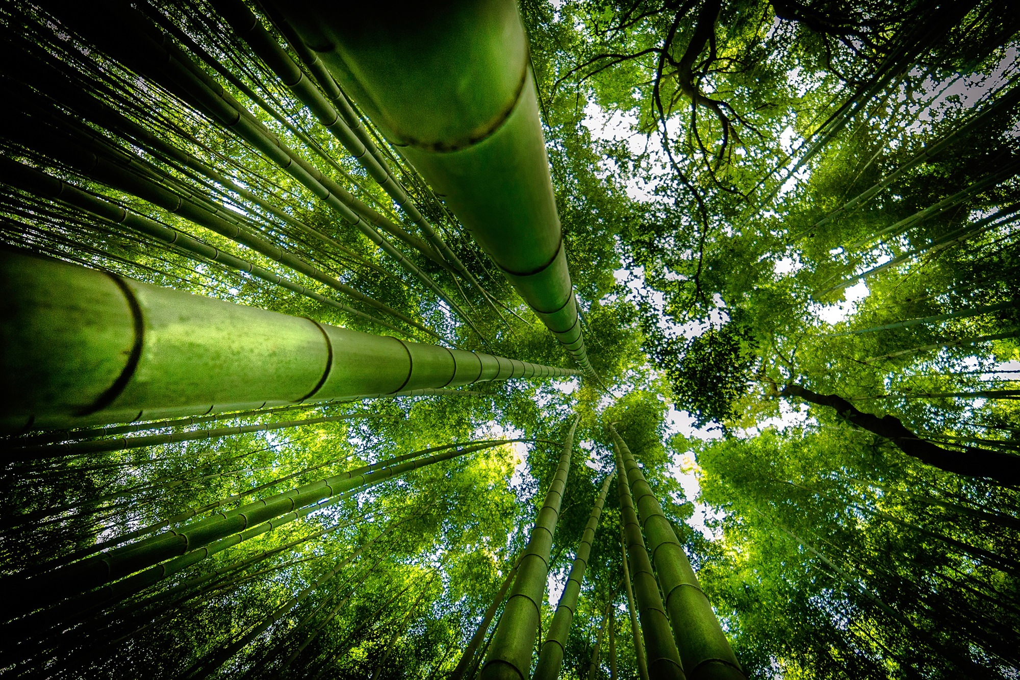 Image of Papermoon Fototapete »Photo-Art DAVID ROS, ARASHIYAMA«, Vliestapete, hochwertiger Digitaldruck, inklusive Kleister bei Ackermann Versand Schweiz
